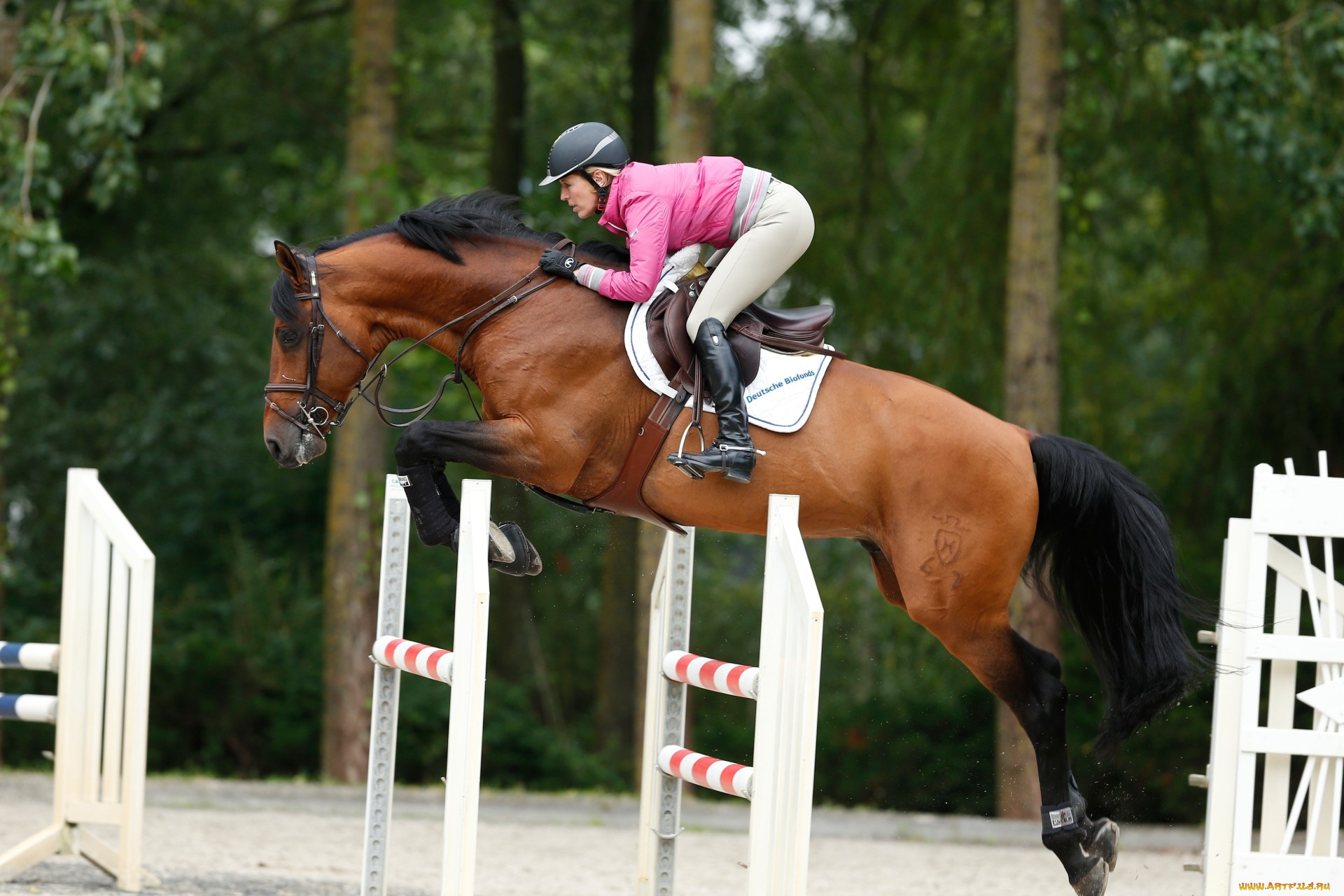 спорт, конный, спорт, meredith, michaels, beerbaum, horse, equestrian, jumping, конnур, прыжок, лошадь, конь