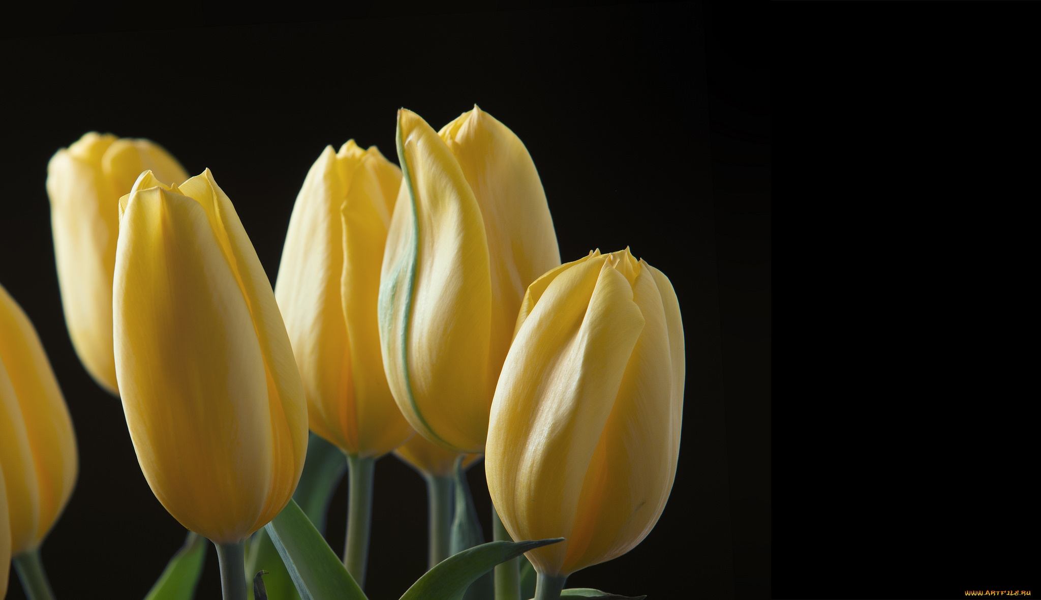 цветы, тюльпаны, лепестки, листья, природа, фон