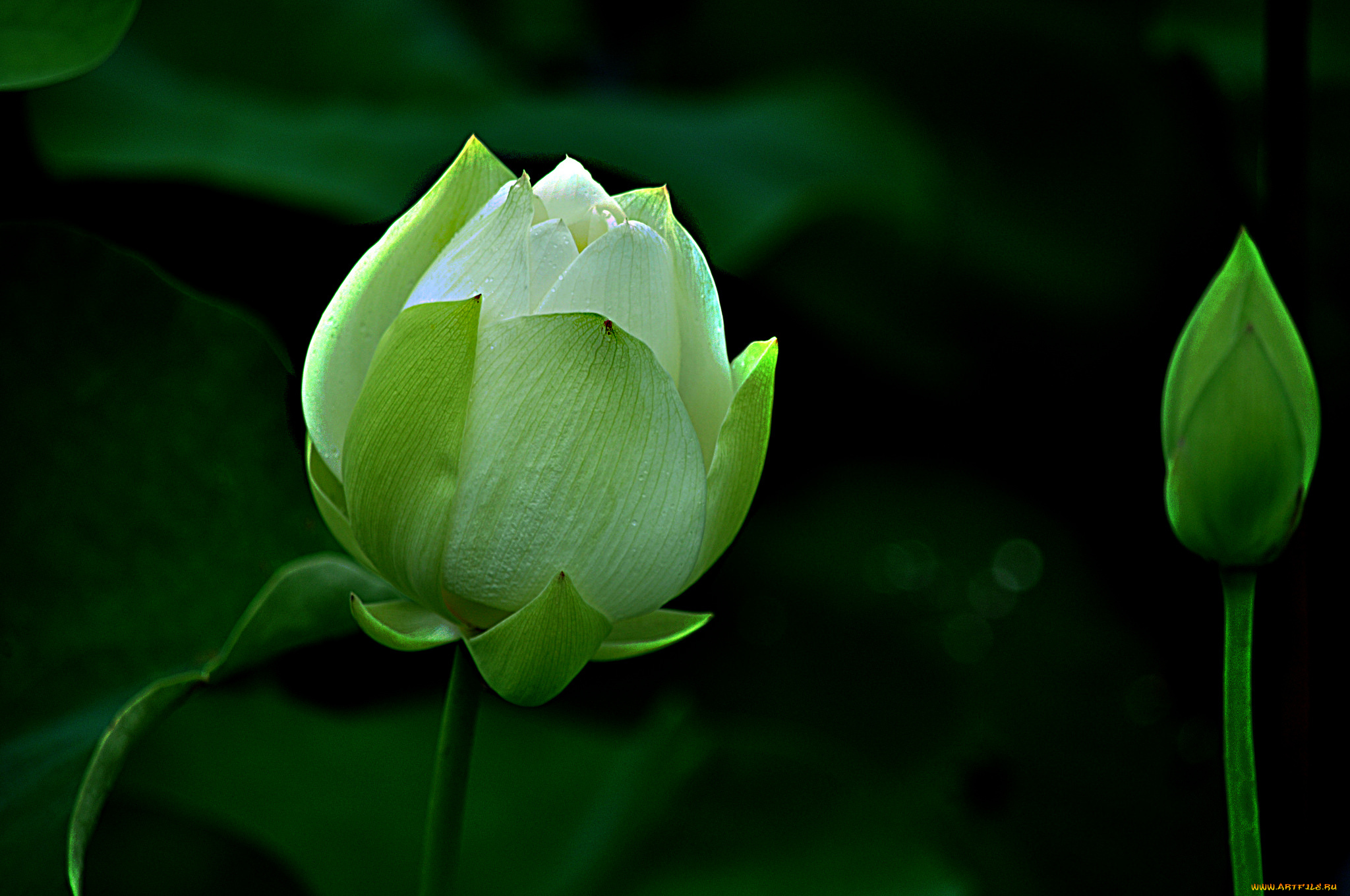 lotus, цветы, лотосы, лотос