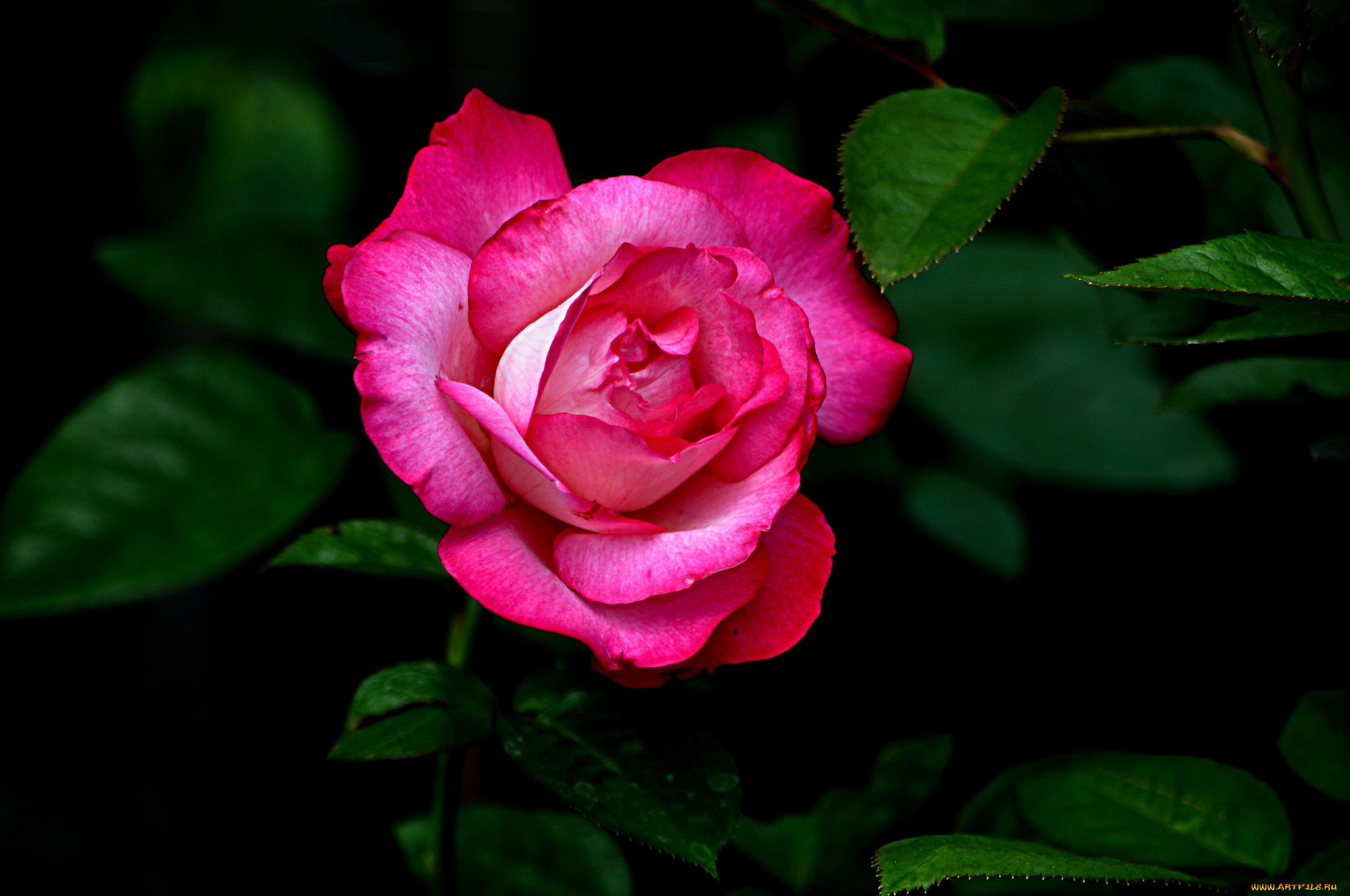 разное, компьютерный, дизайн, бутон, роза