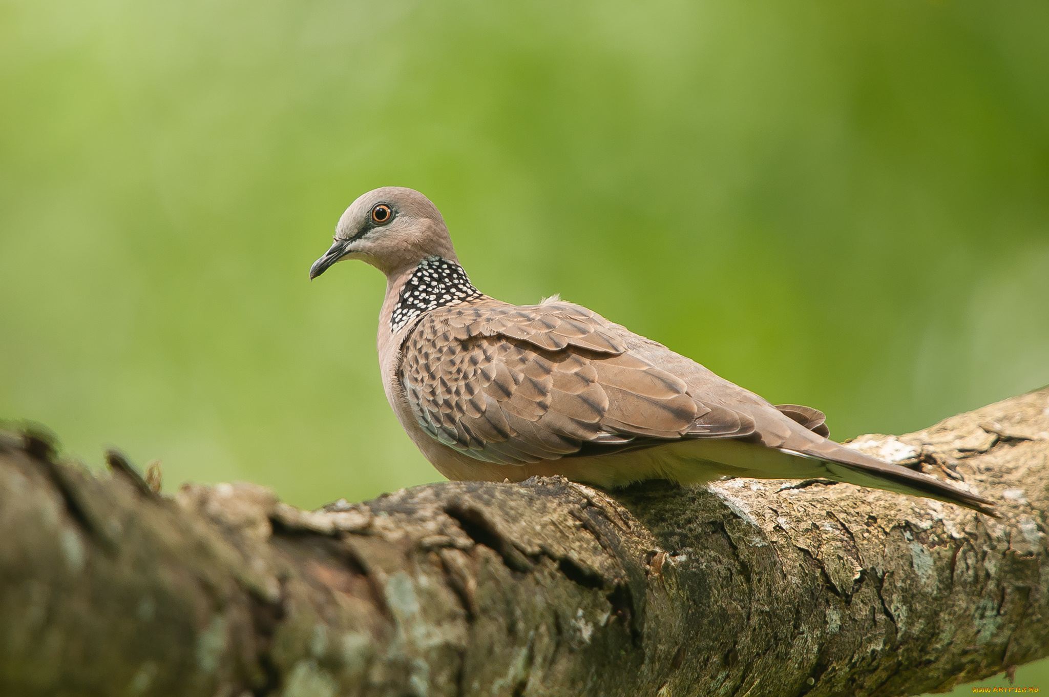 животные, голуби, голубь, птица, ветка, фон