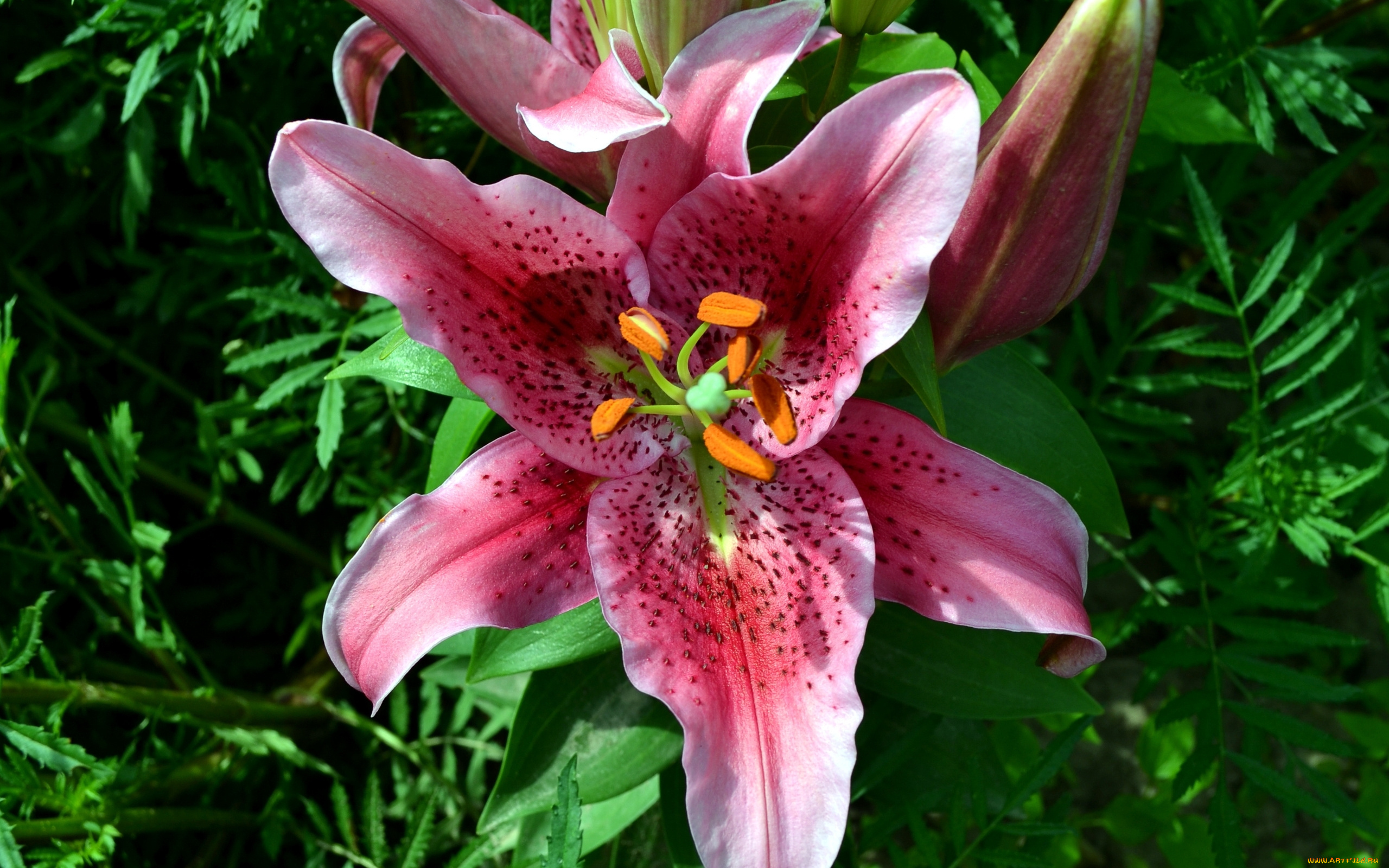 цветы, лилии, , лилейники, лепестки