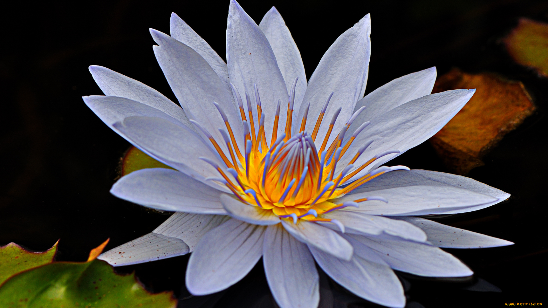 цветы, лилии, водяные, , нимфеи, , кувшинки, лилия