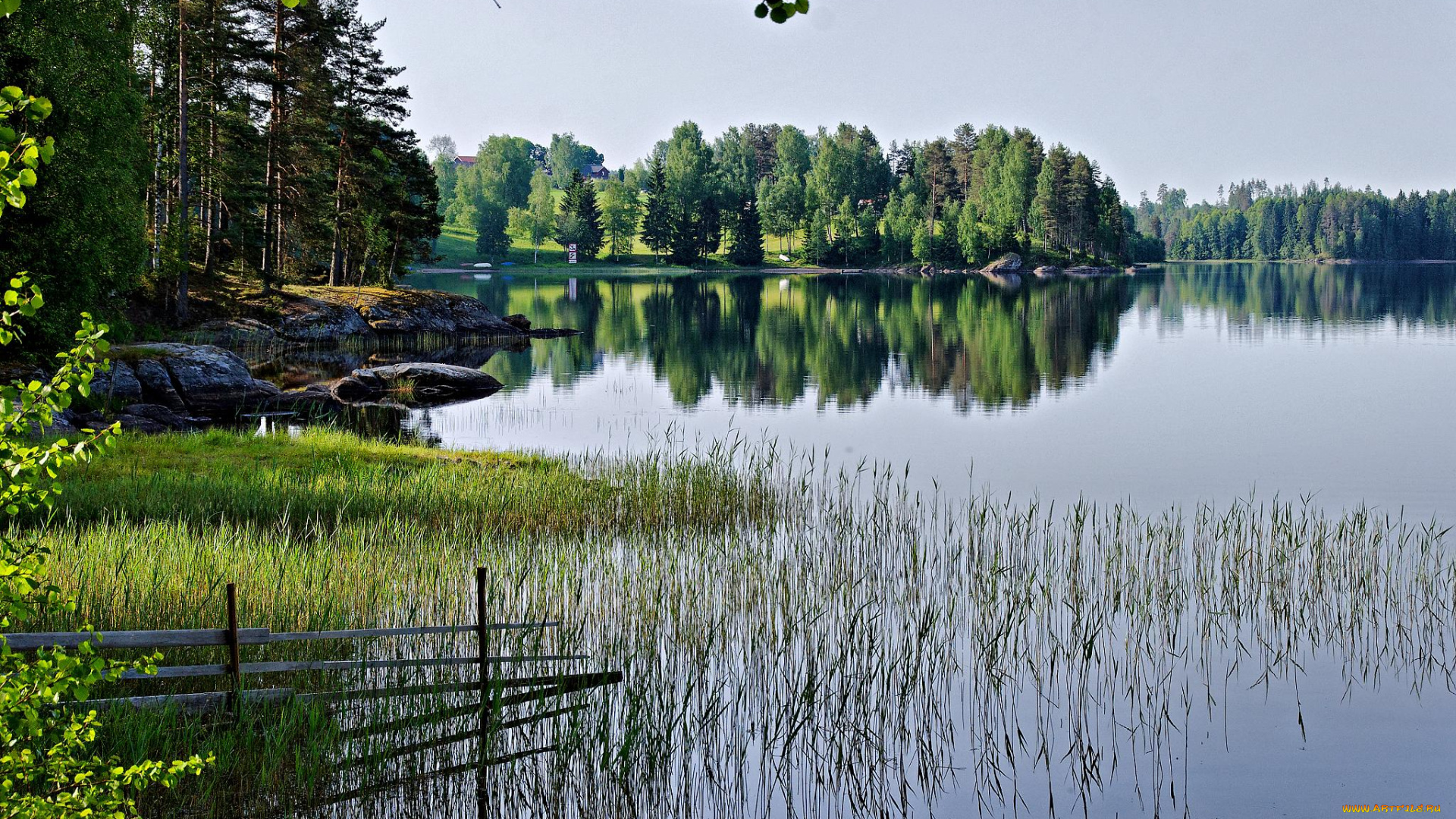 природа, реки, озера, лес, река