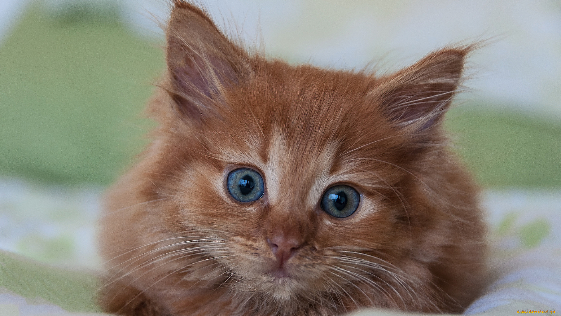 животные, коты, киса