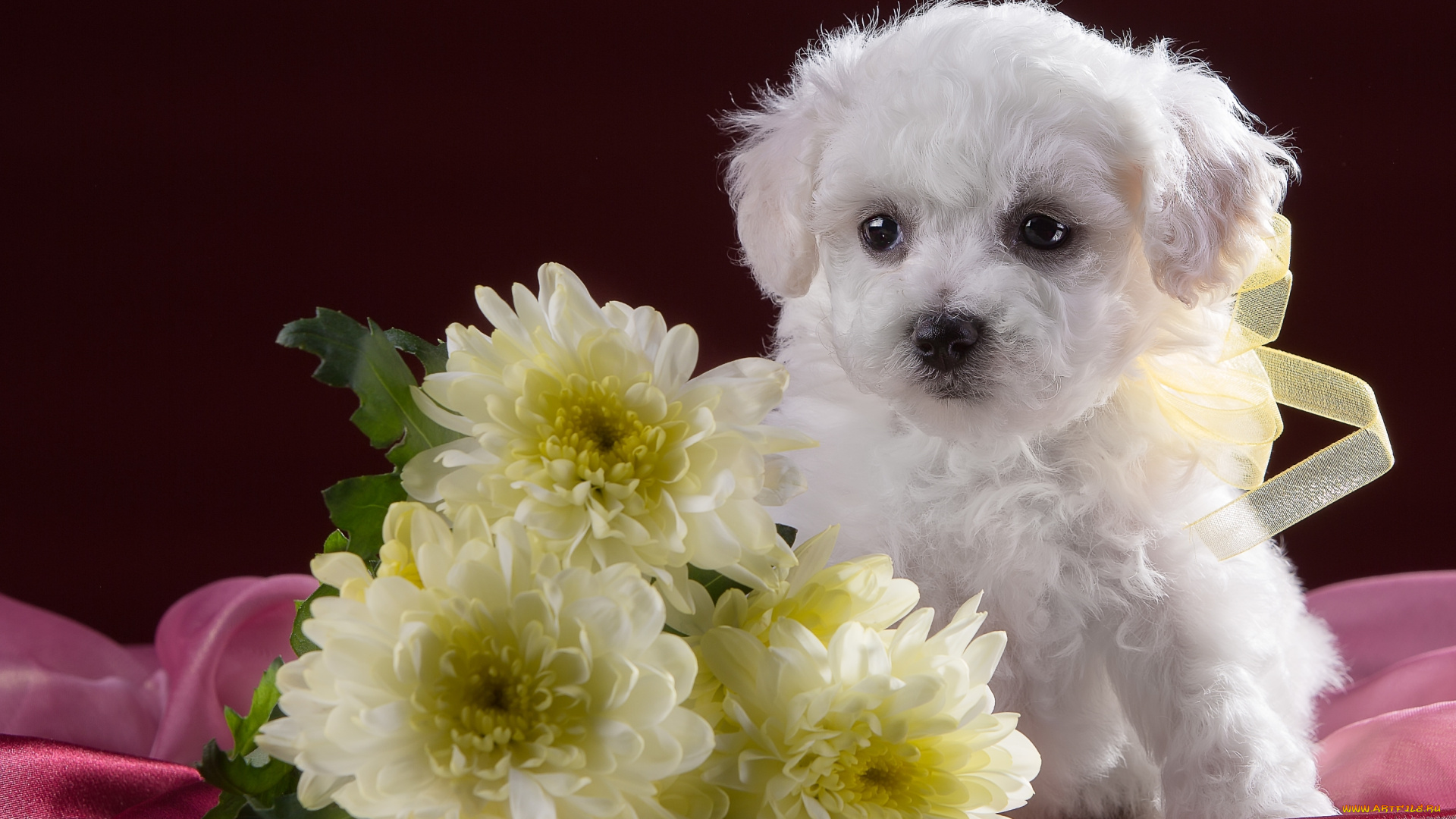животные, собаки, белый, хризантемы, милый, щенок, бишон, фризе