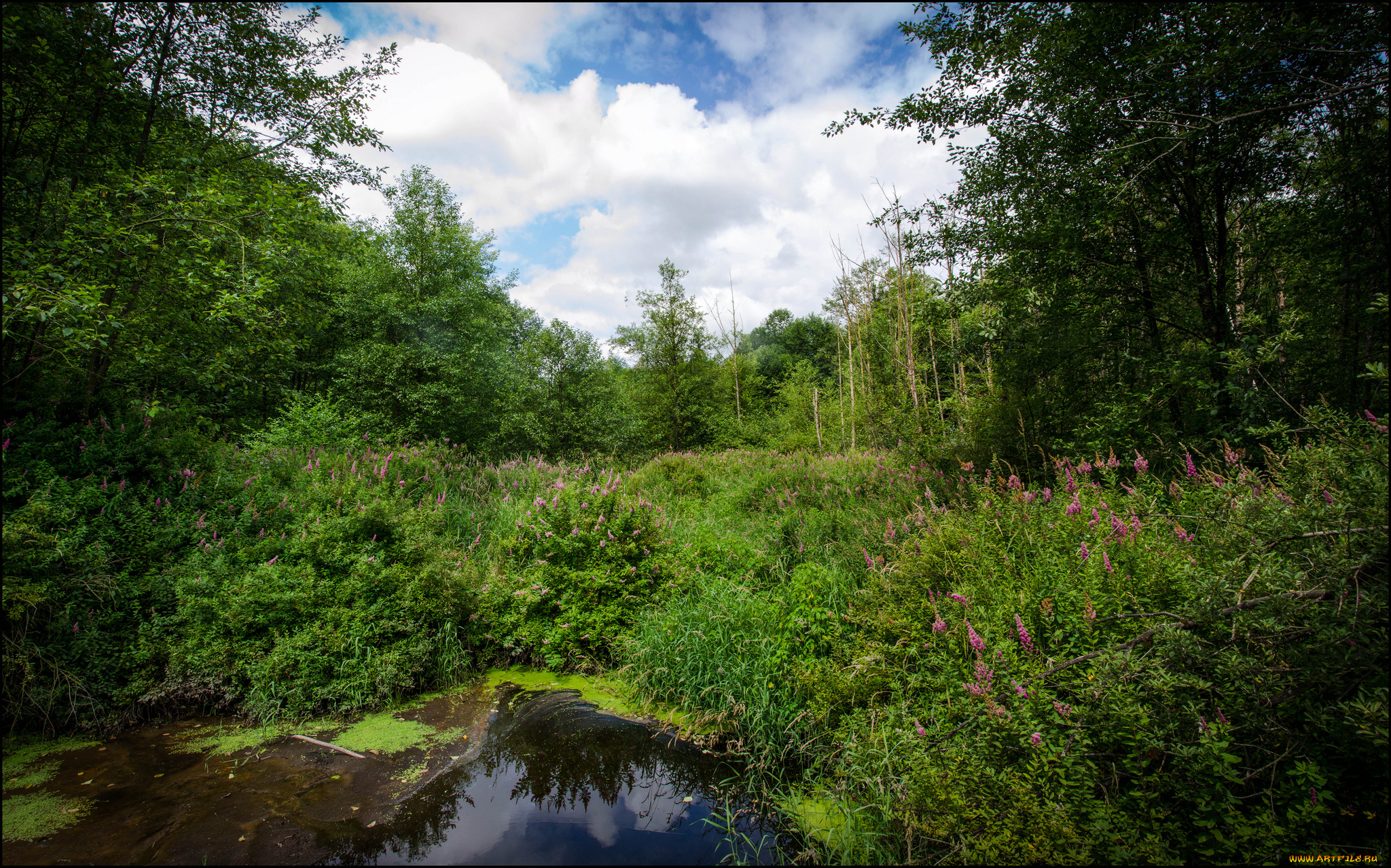 природа, лес, заросли