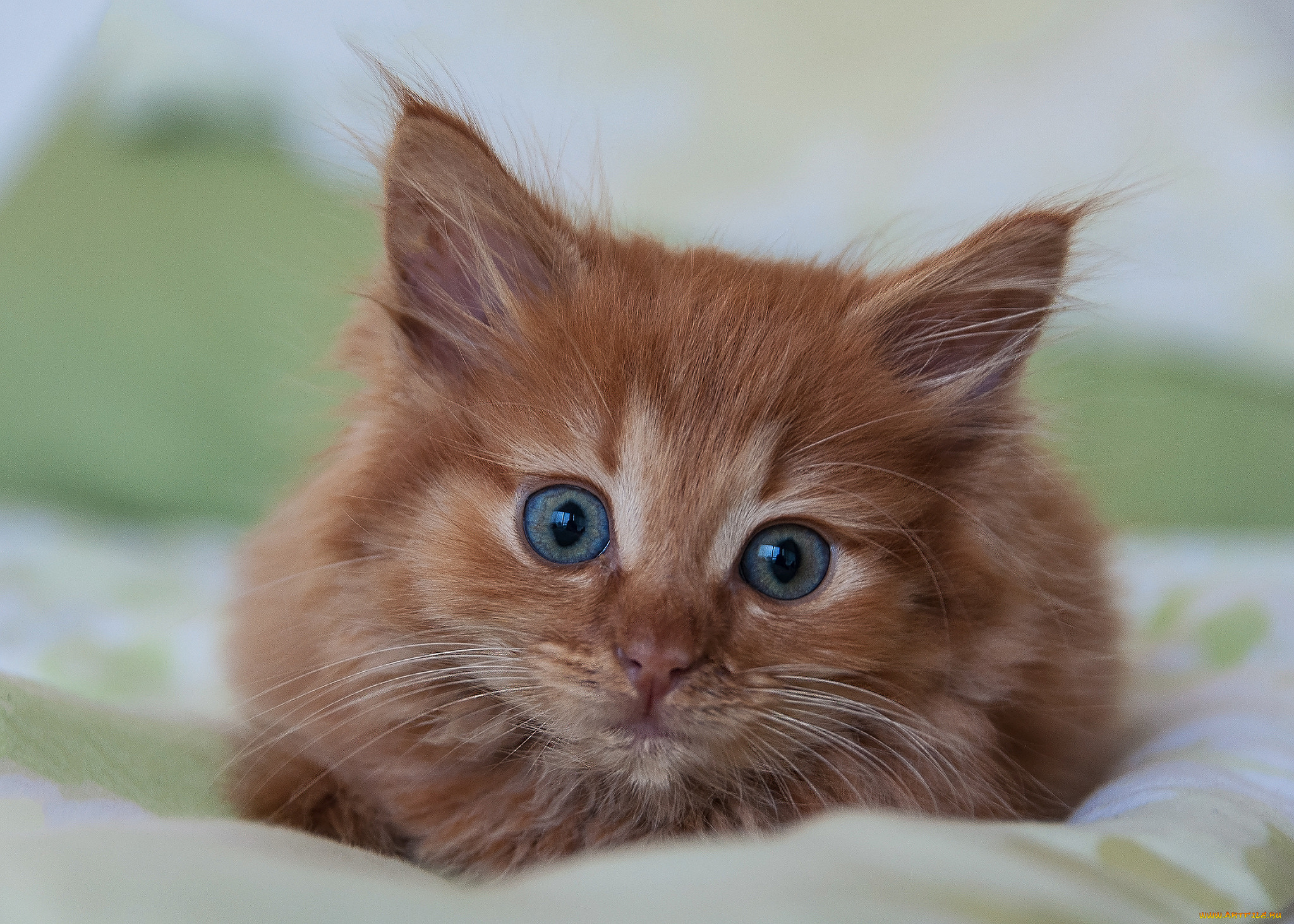 животные, коты, киса