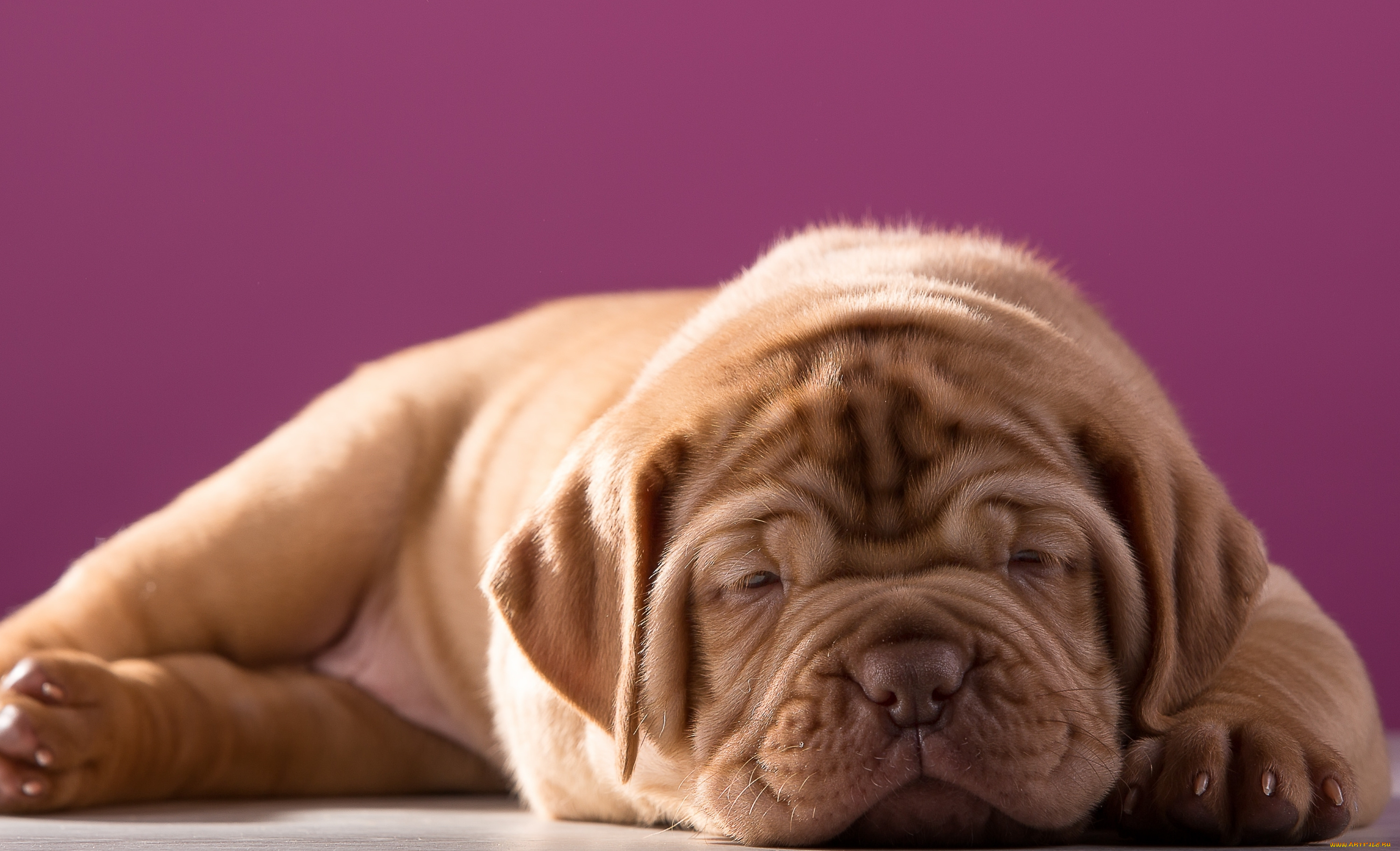 животные, собаки, милый, бордоский, дог, щенок