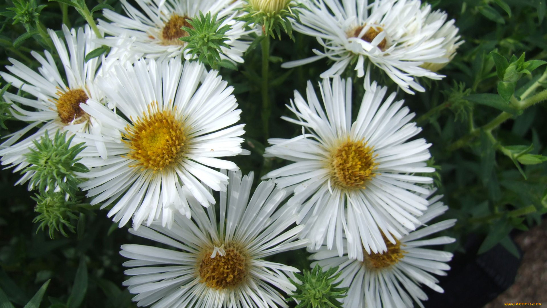 астры, цветы