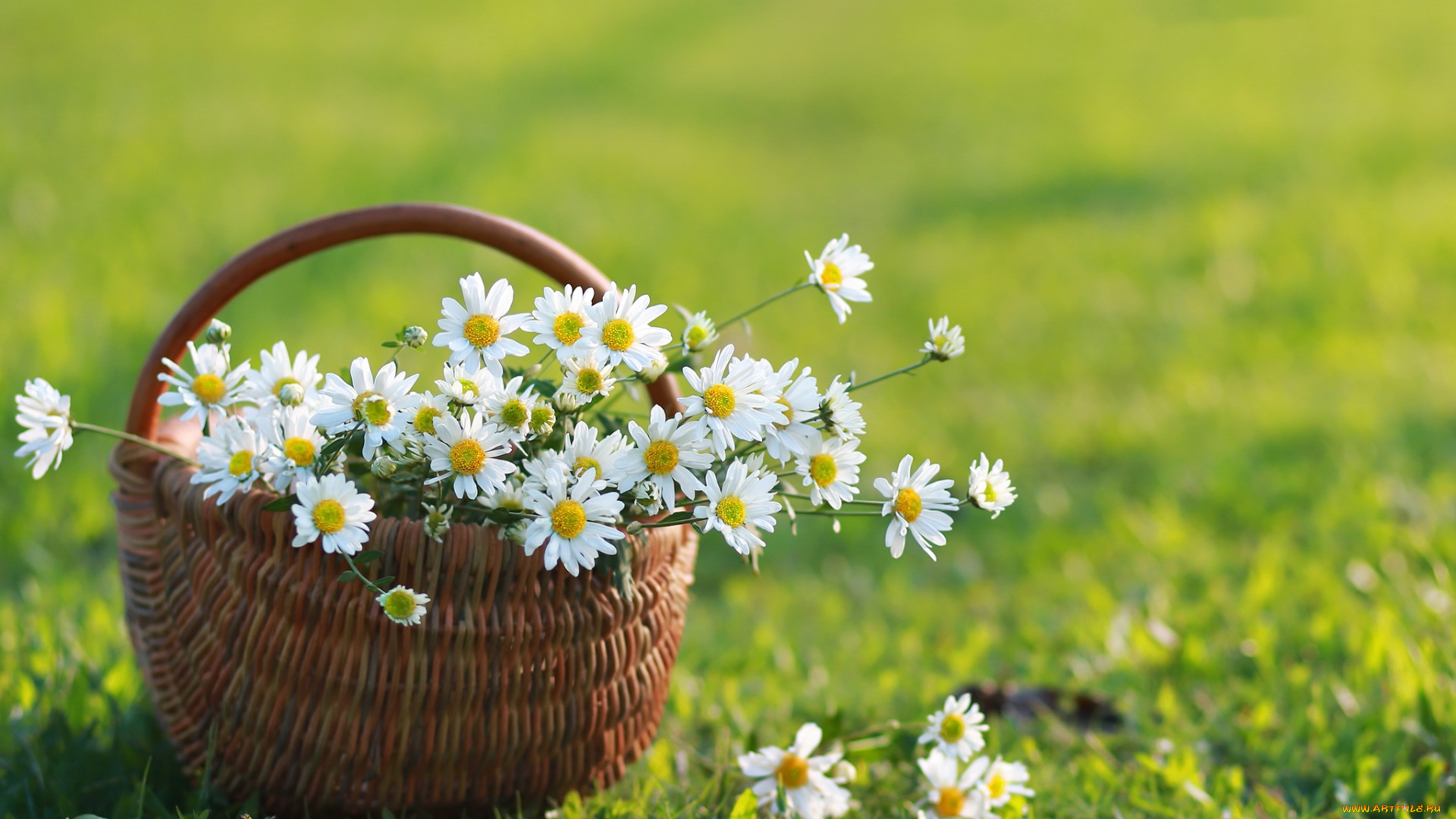 цветы, ромашки, ромашка, лето, корзина