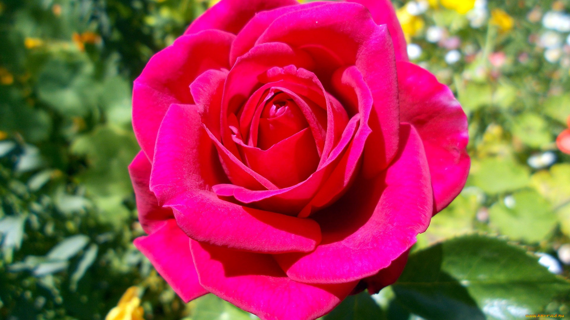 цветы, розы, макро