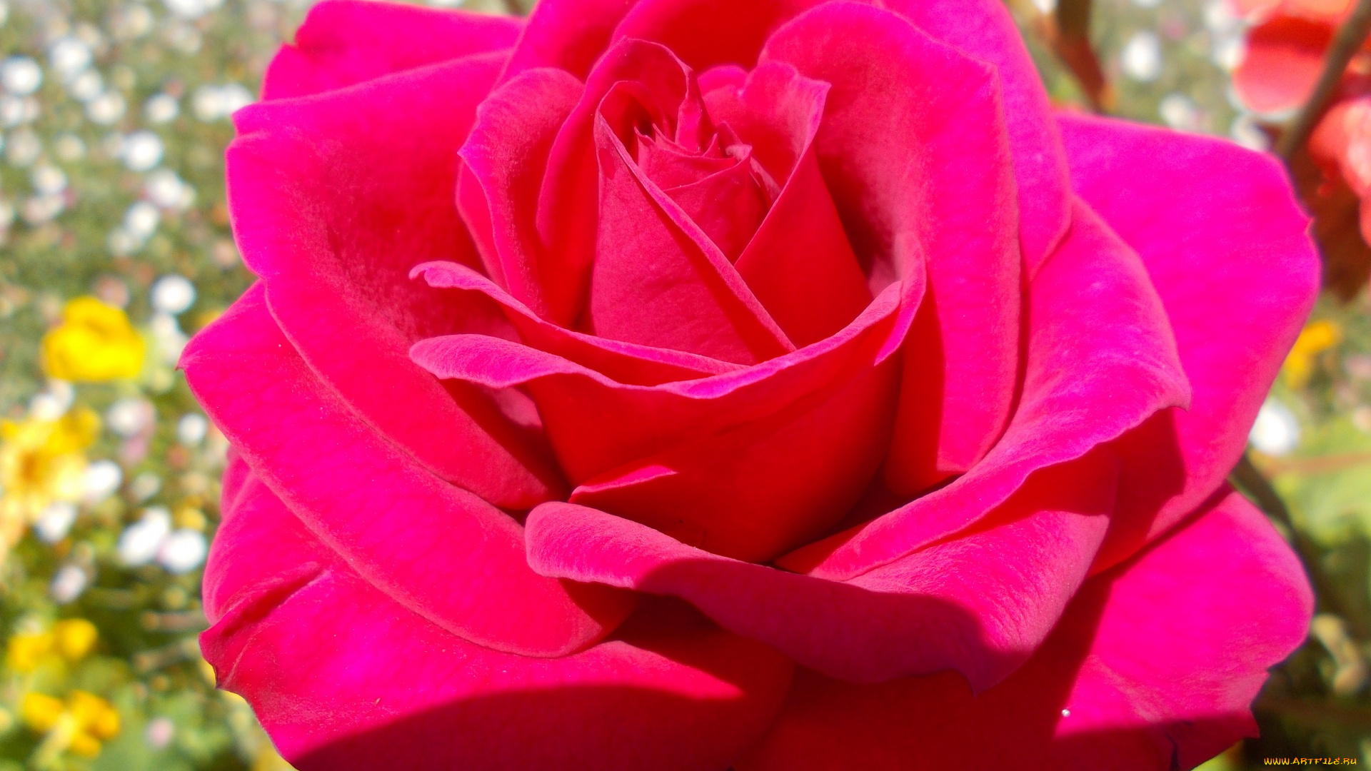 цветы, розы, макро