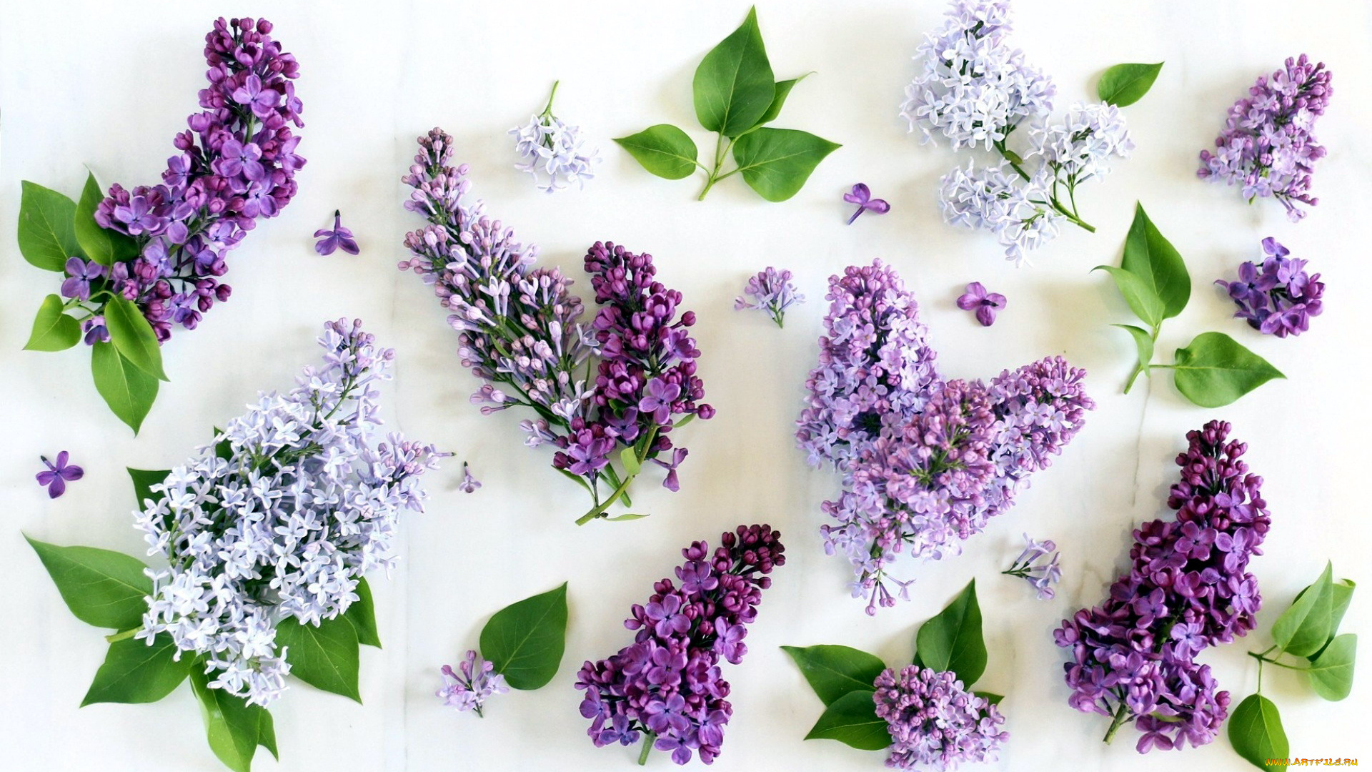 цветы, сирень, ветки