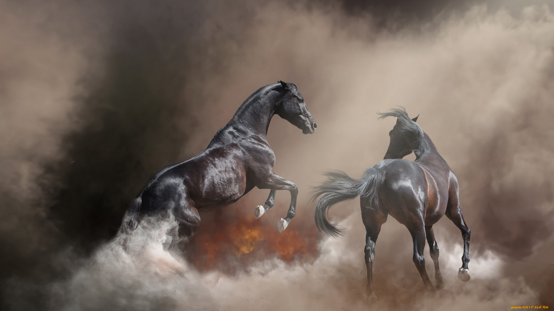 животные, лошади, лошадь, конь, огонь, пожар, фон, туман, поза, природа