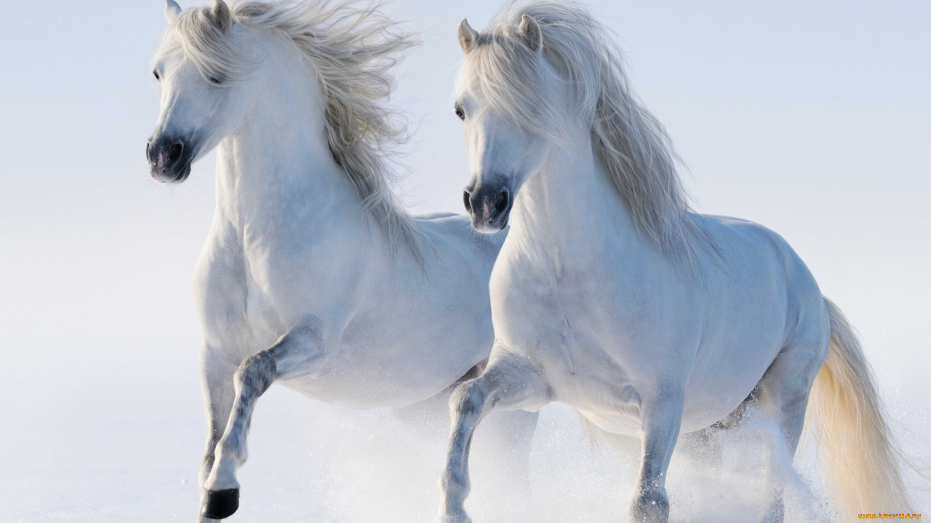 животные, лошади, пара, снег, белые