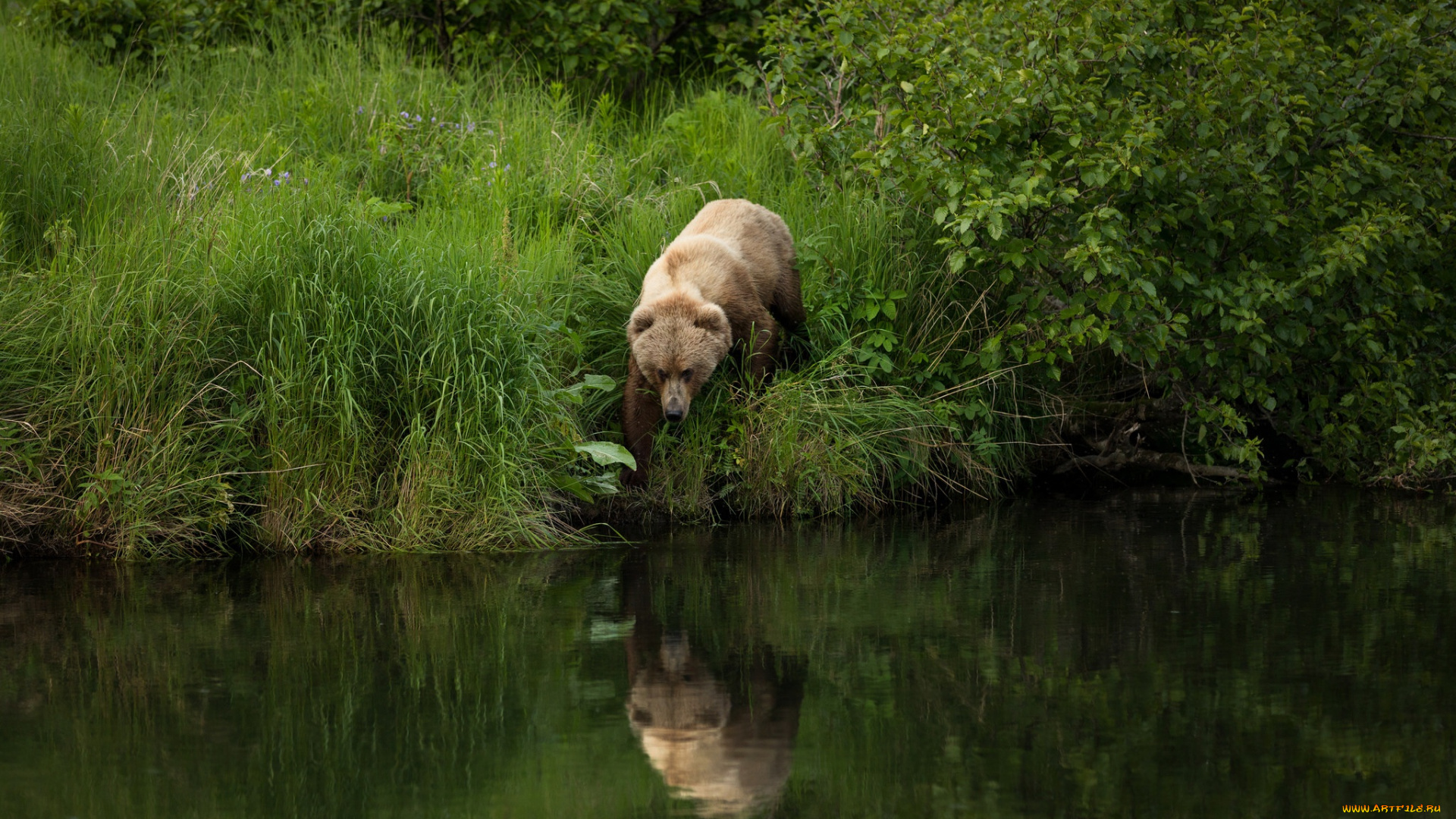 животные, медведи, трава, берег, река, рыболов, лето, идет, на, рыбалку, бурый, водоем, кусты, прогулка, листва, медведь, отражение, поза, природа
