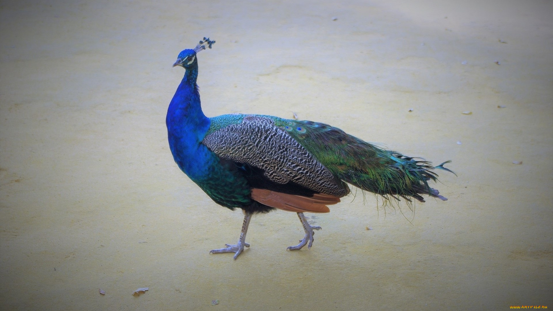 животные, павлины, птица, цвет, перья, окрас, павлин