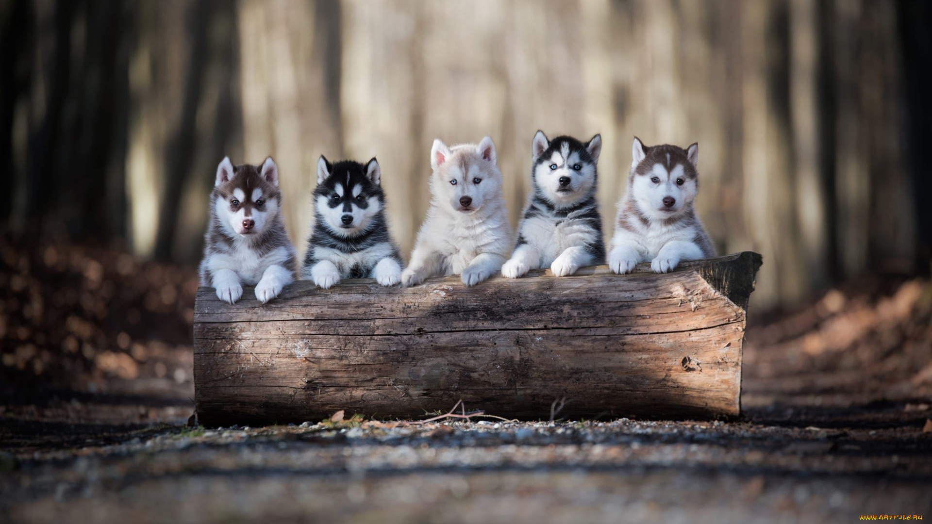 животные, собаки, лес, осень, дорога