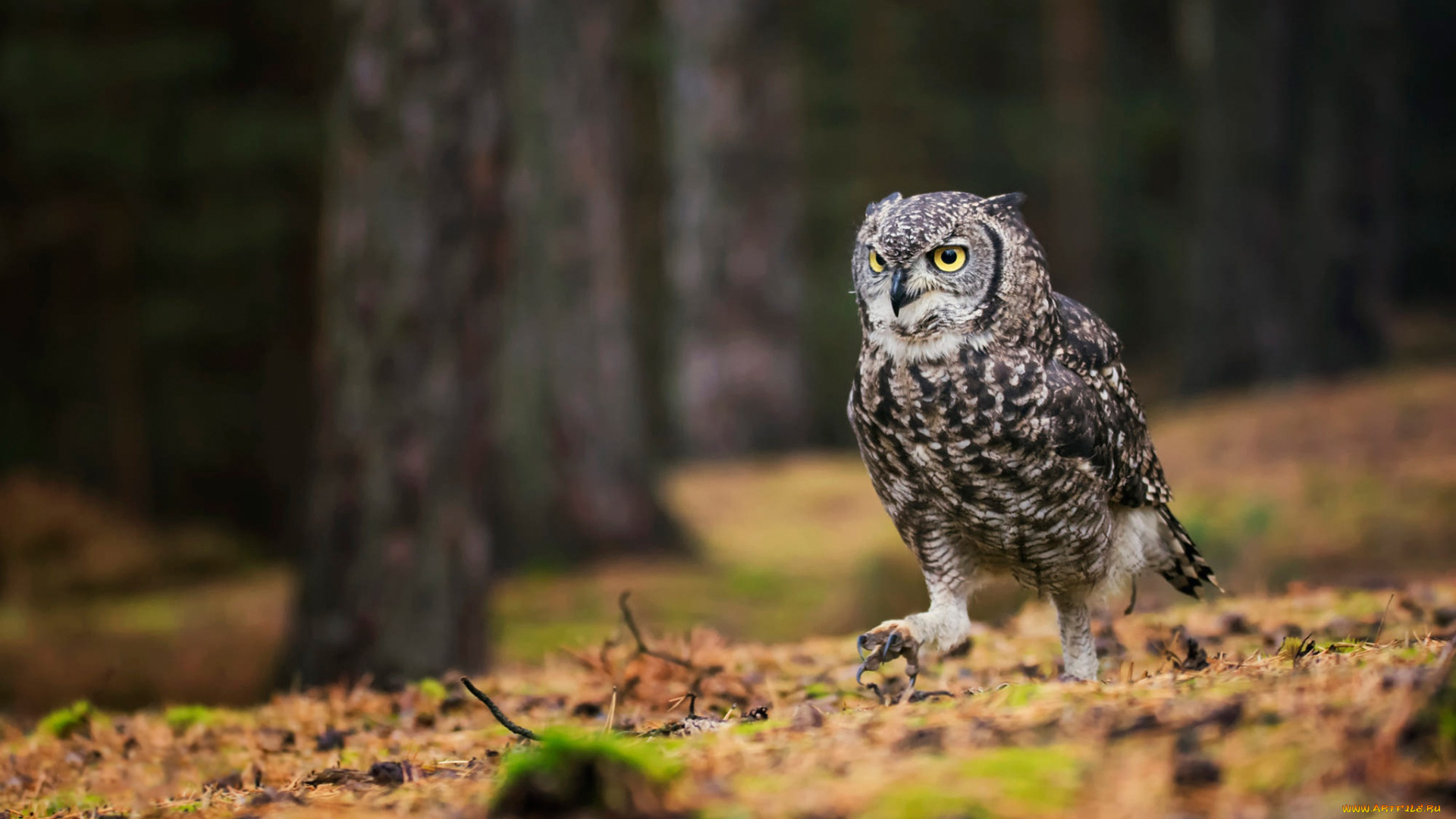 животные, совы, сова