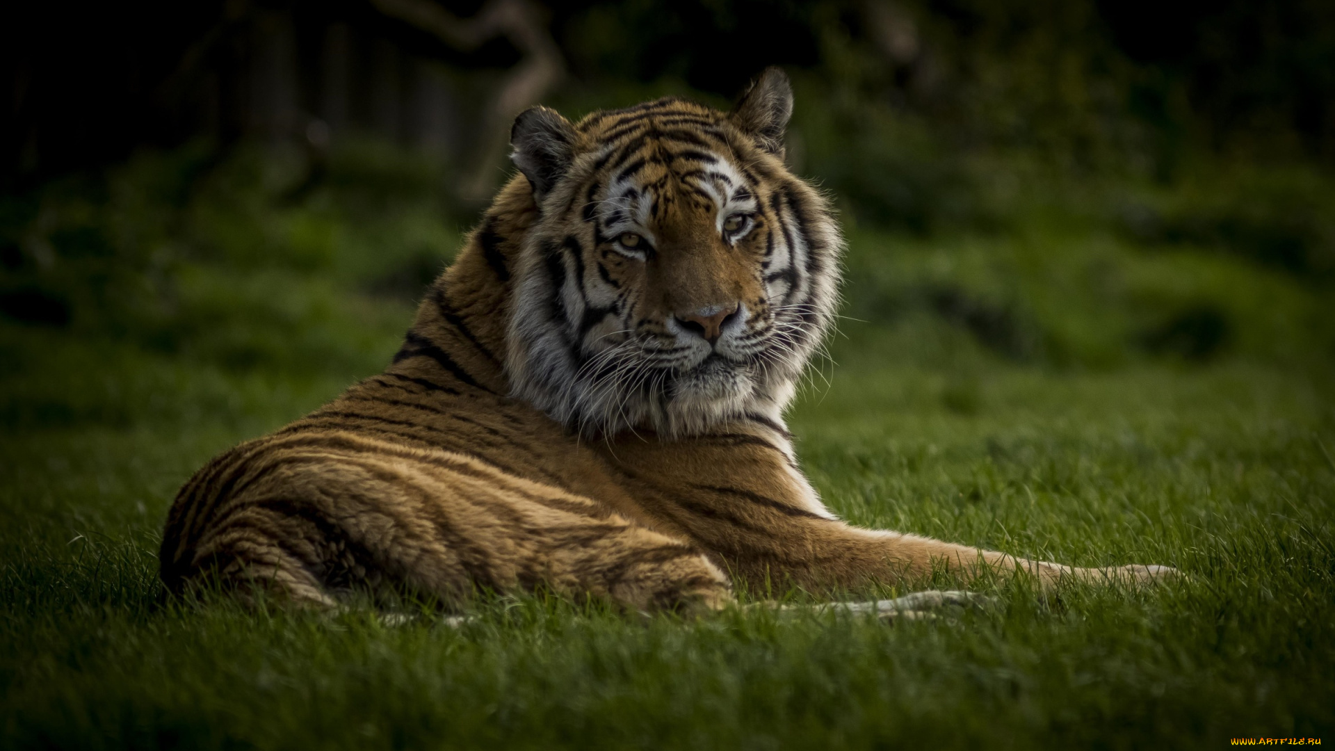 животные, тигры, тигр