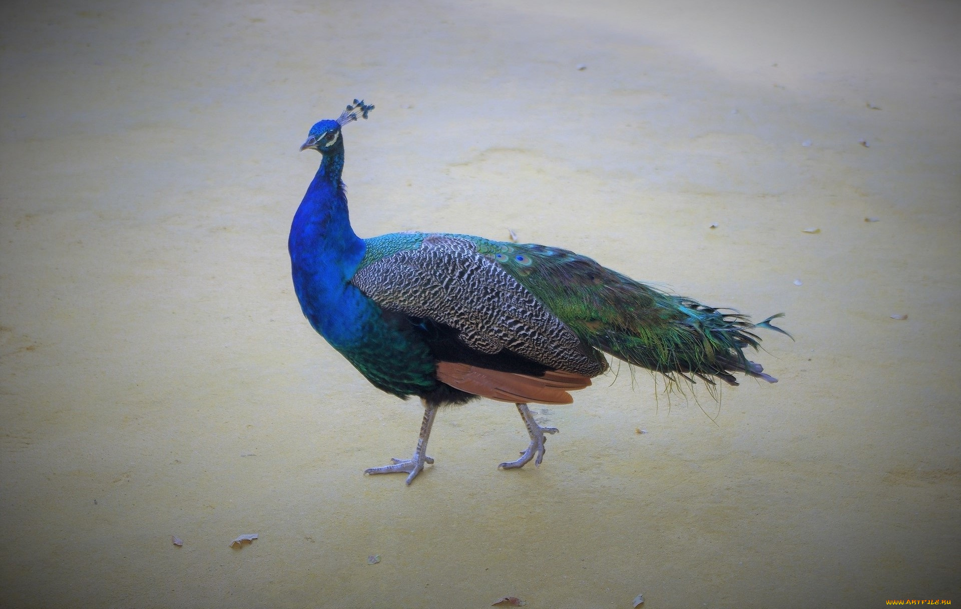 животные, павлины, птица, цвет, перья, окрас, павлин