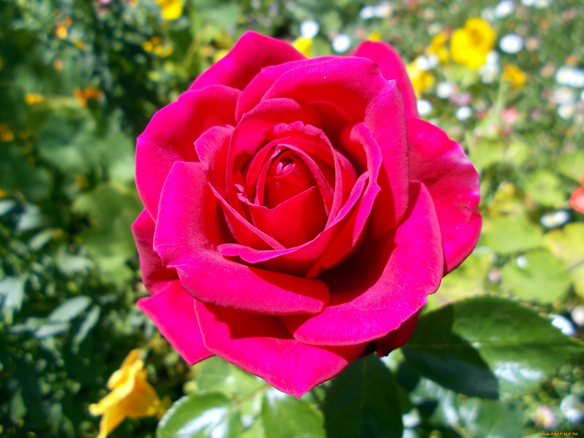 цветы, розы, макро