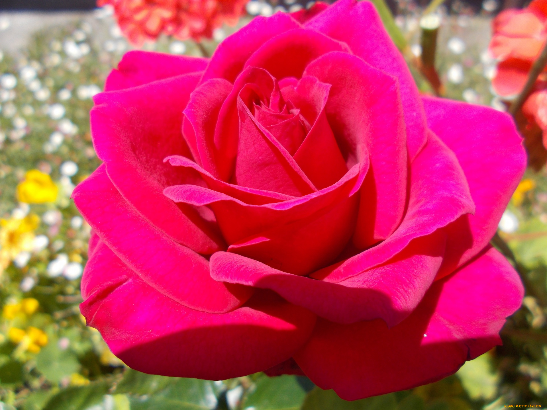 цветы, розы, макро