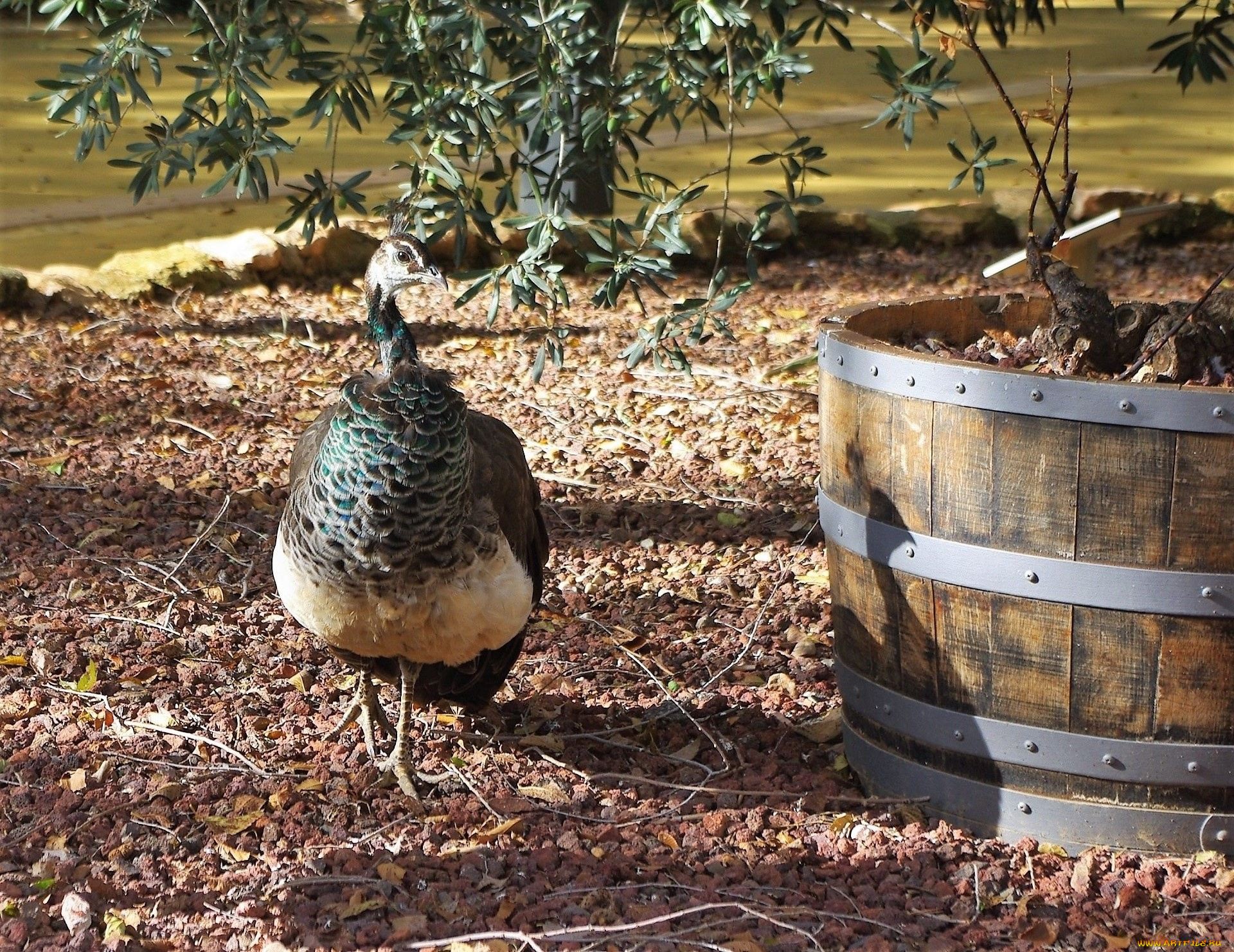 животные, павлины, цвет, перья, окрас, павлин, птица