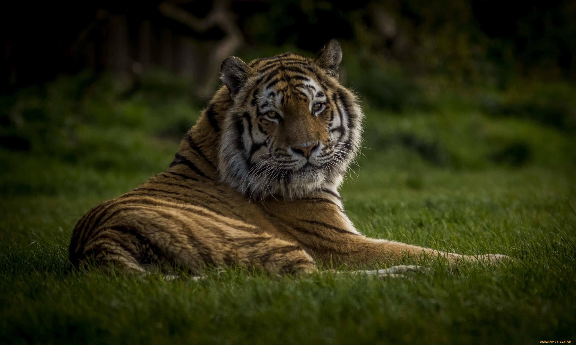 животные, тигры, тигр