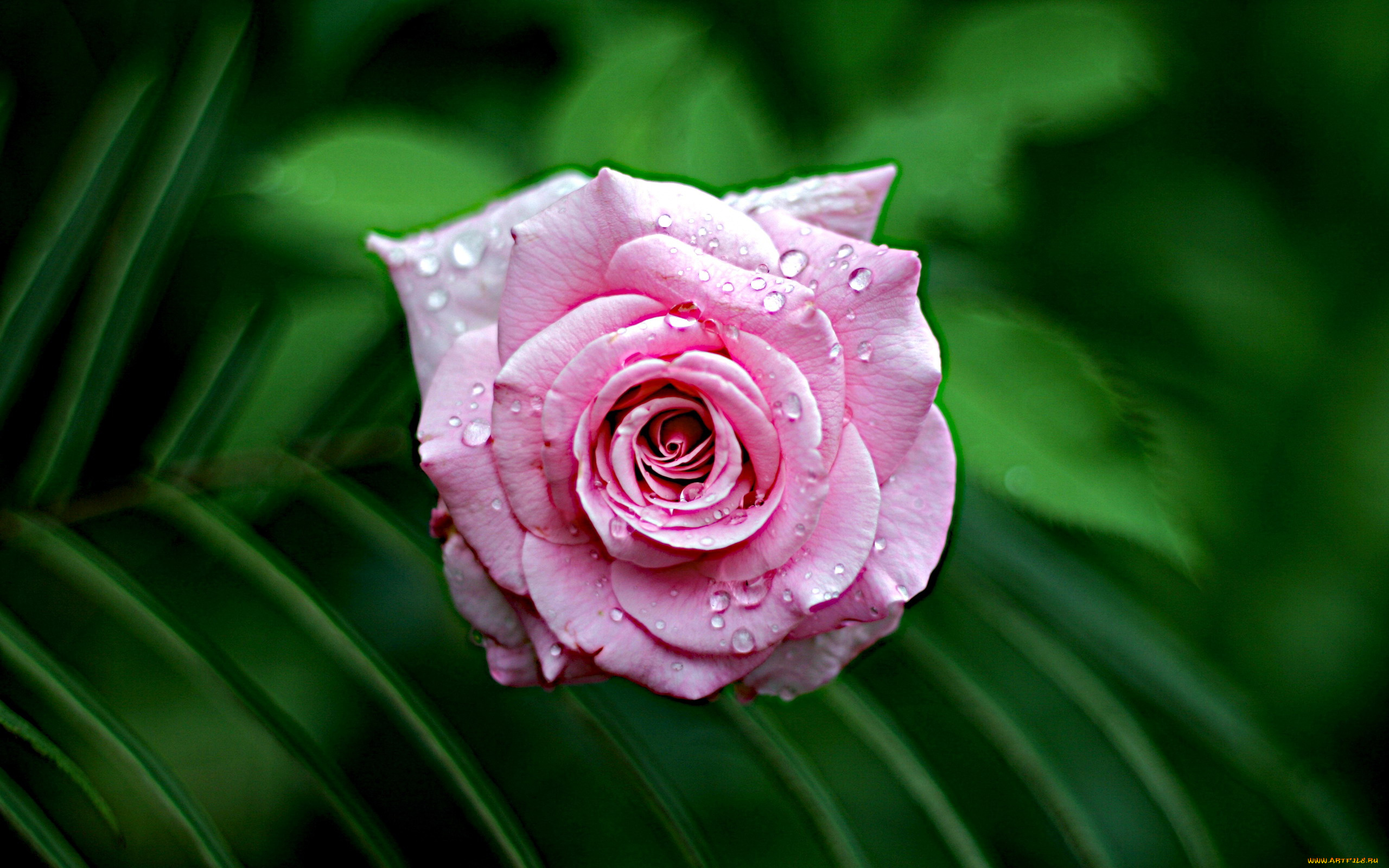 цветы, розы, капли