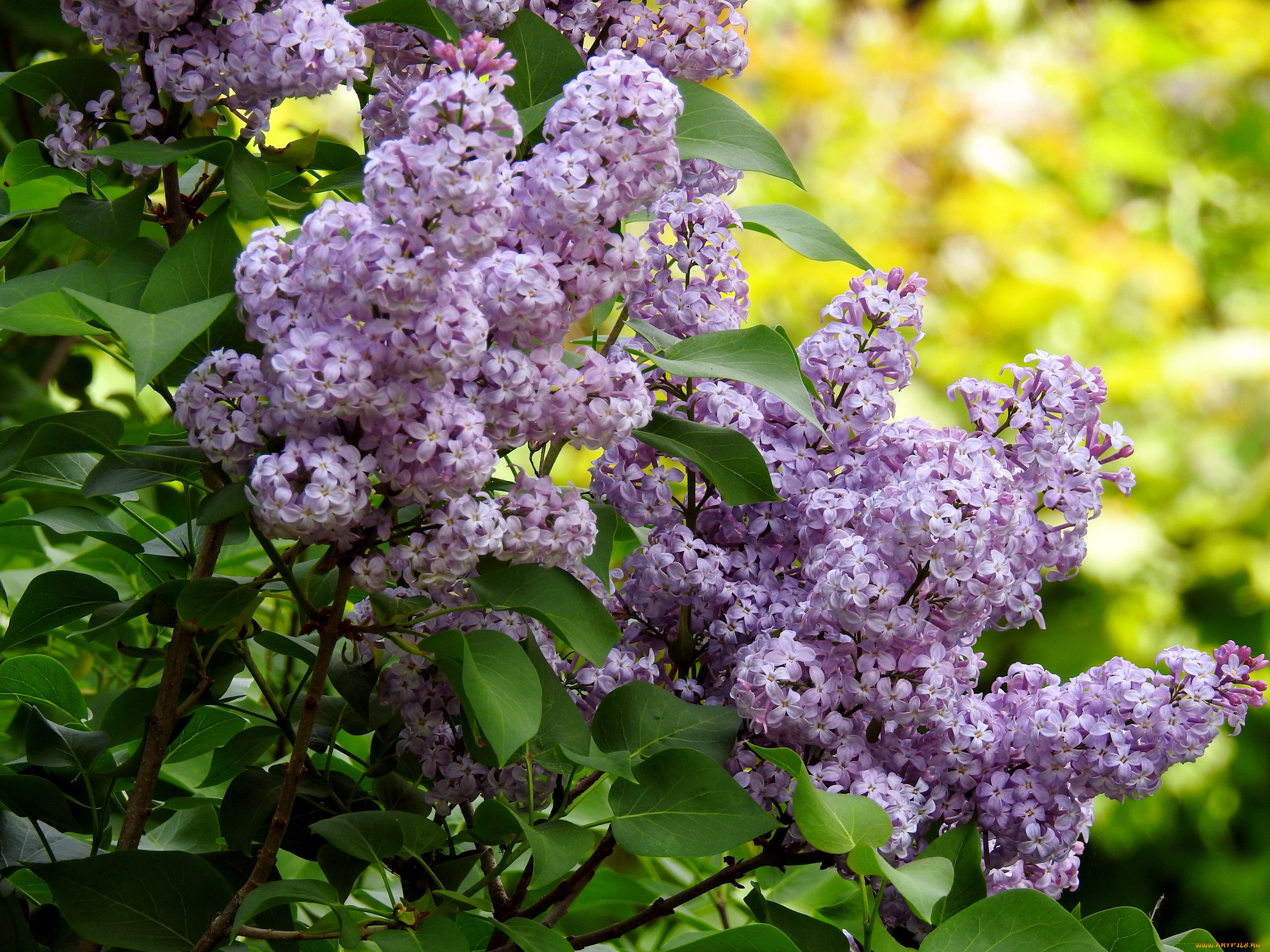 цветы, сирень, куст