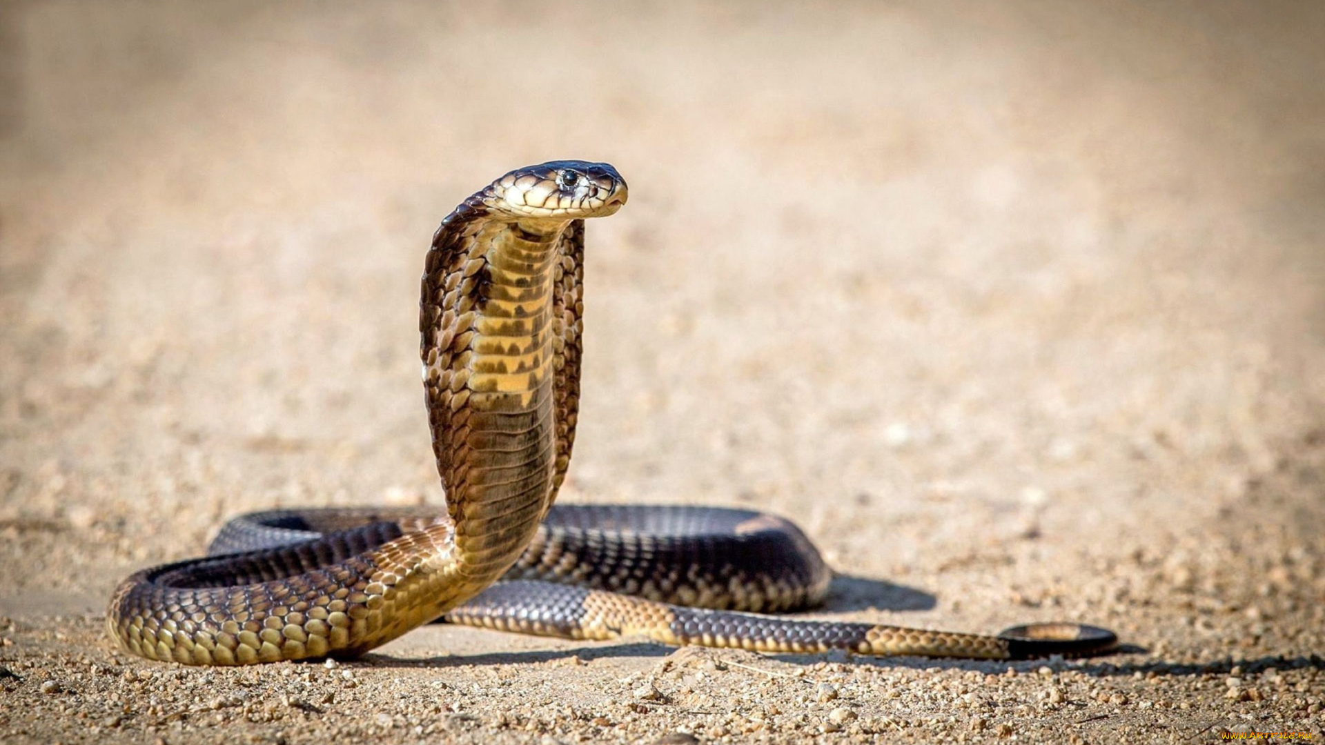 cobra, животные, змеи, , питоны, , кобры, змея, пресмыкающиеся, чешуйчатые, хордовые