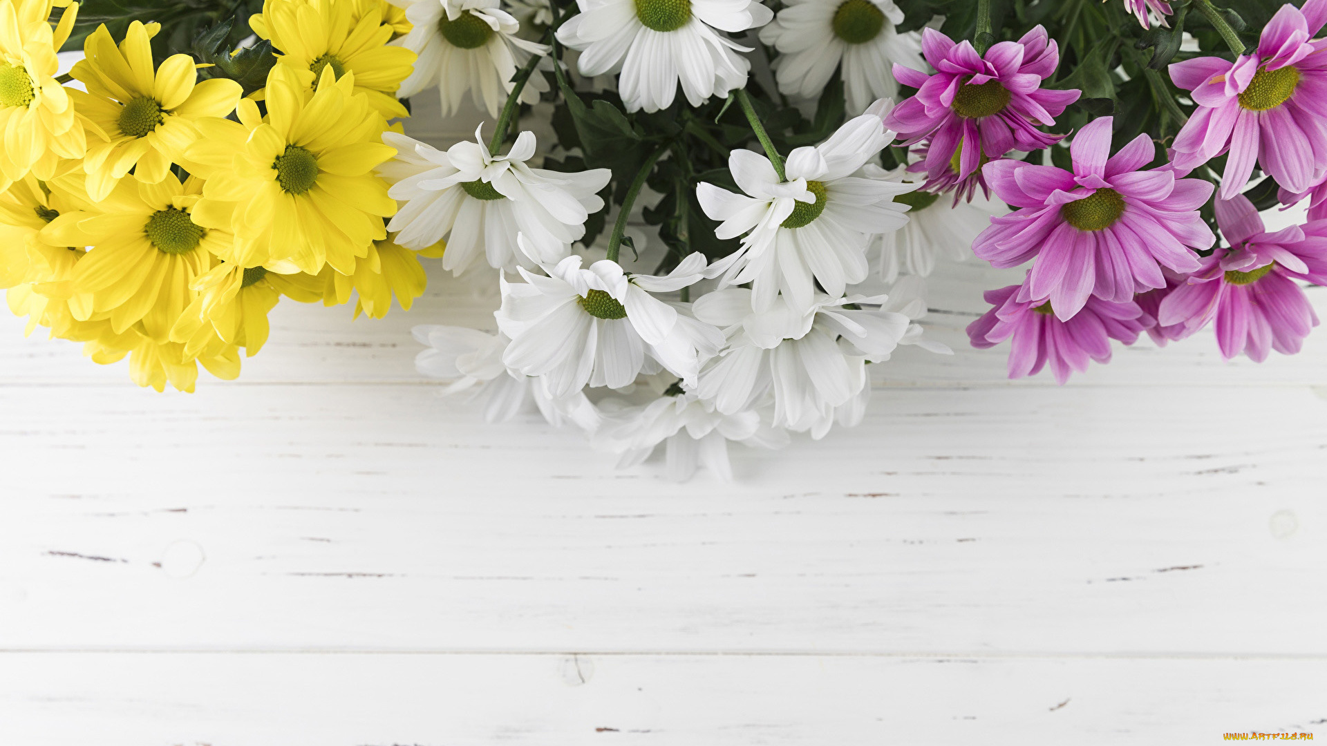 цветы, хризантемы, разноцветные