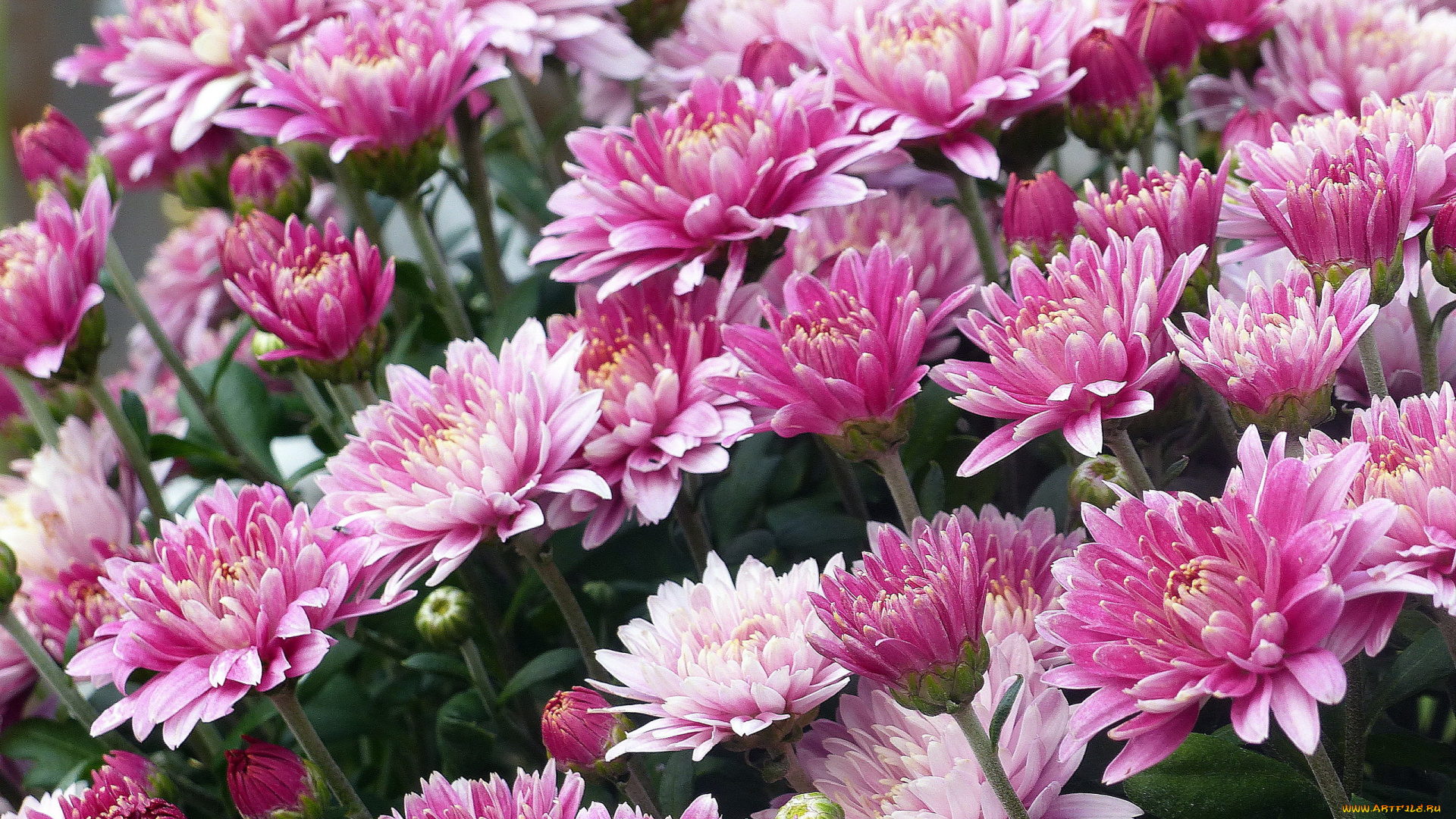 цветы, хризантемы, розовые