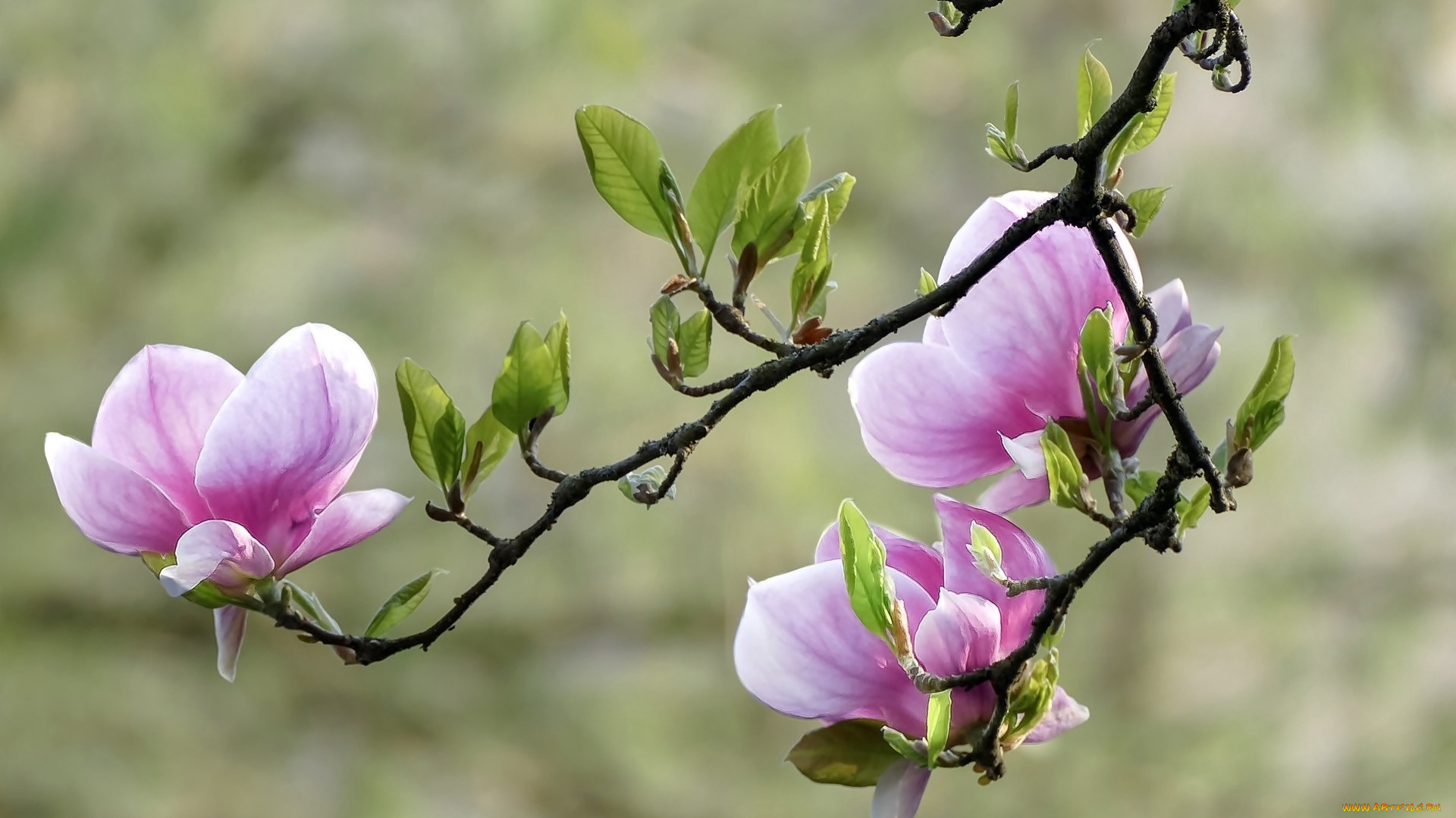 цветы, магнолии, весна, магнолия, цветущая