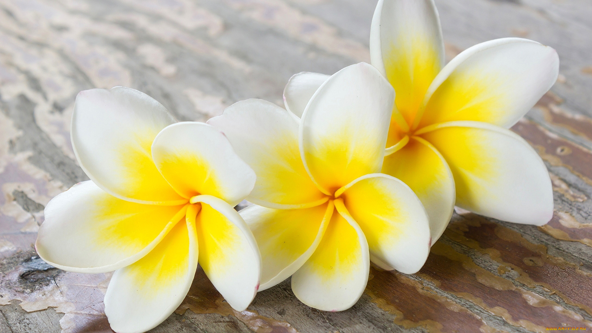 цветы, плюмерия, трио