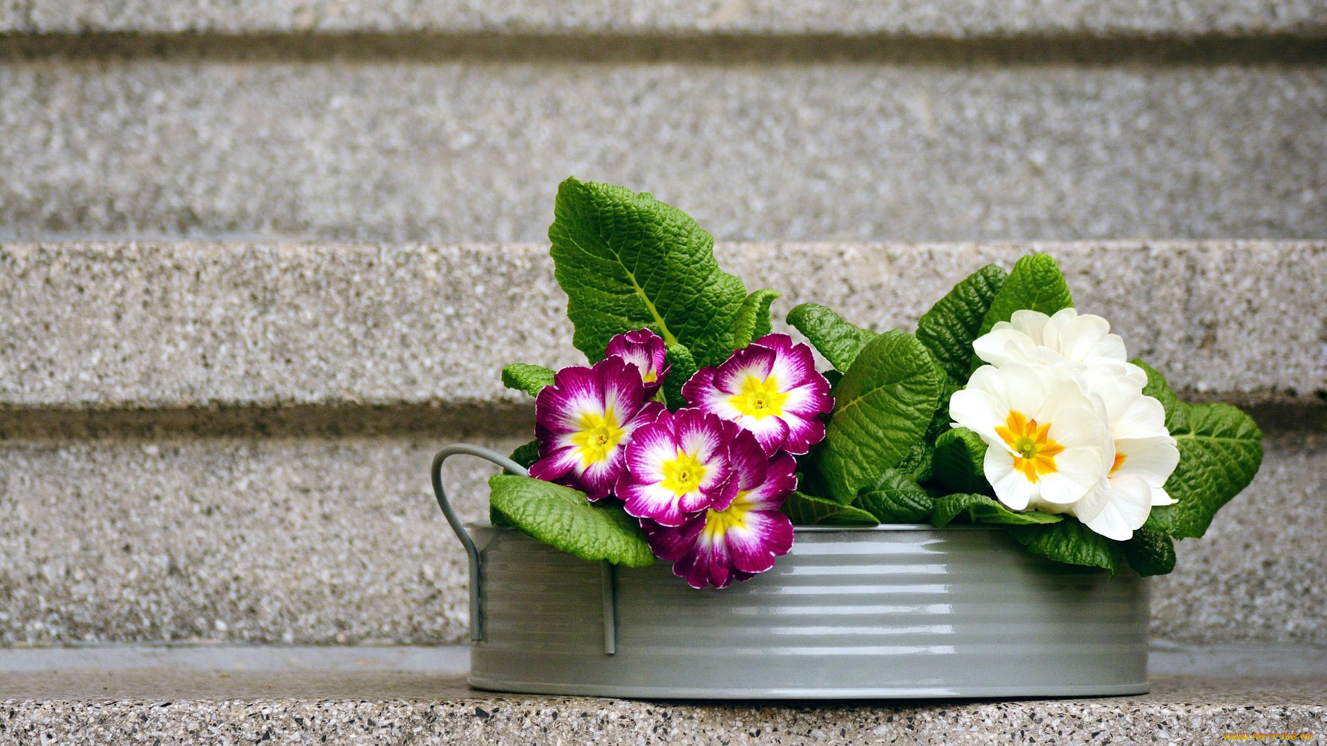 цветы, примулы, первоцветы