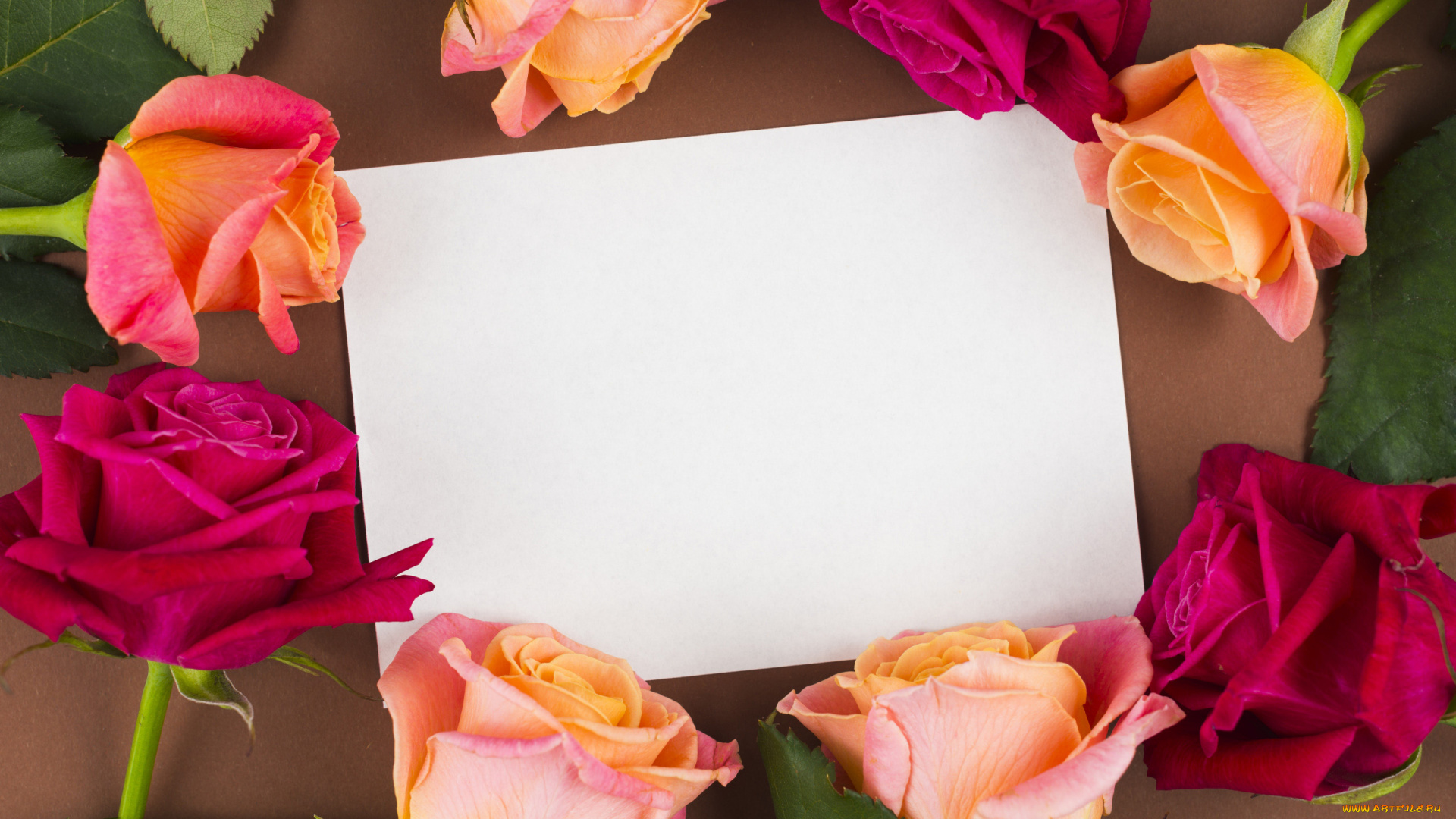 цветы, розы, бумага, белая, бутоны, разноцветные