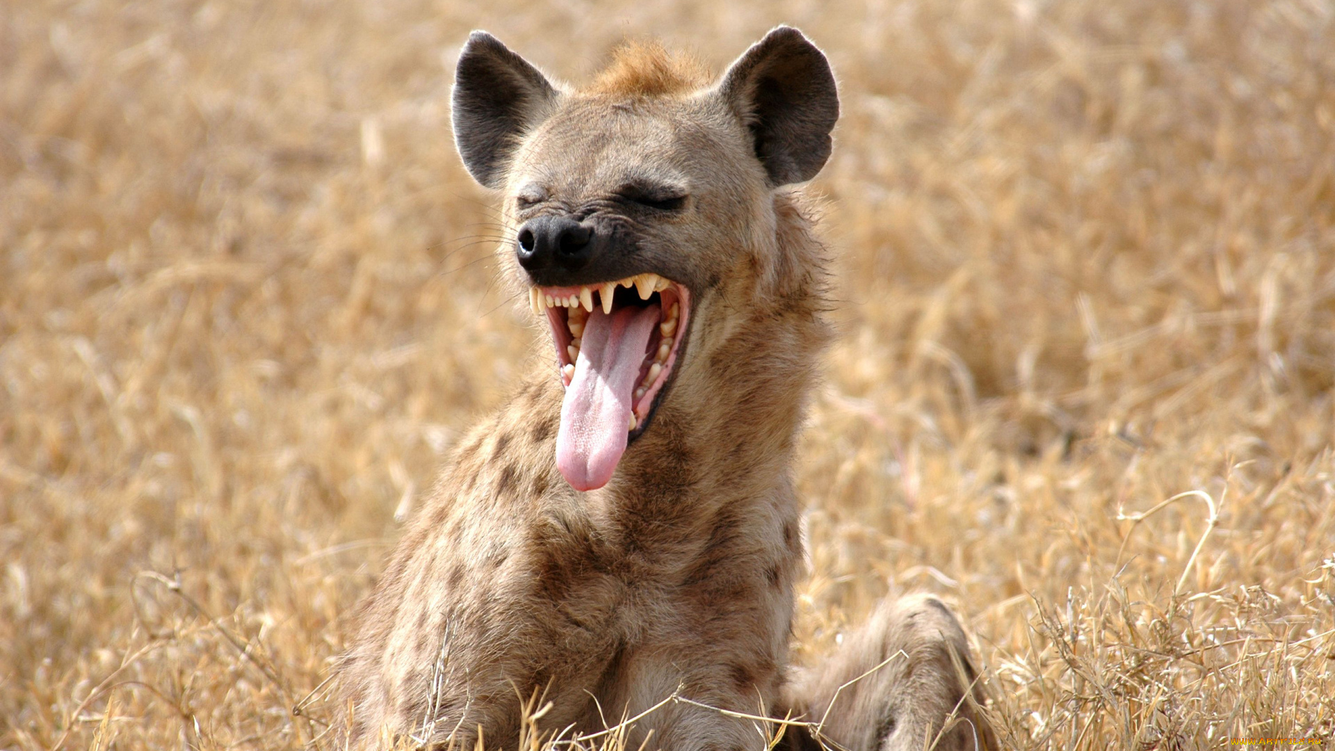 гиена, животные, гиены, , гиеновые, собаки, hyena, гиеновые, хищник, млекопитающее, шерсть, когти, оскал, зубы, африка