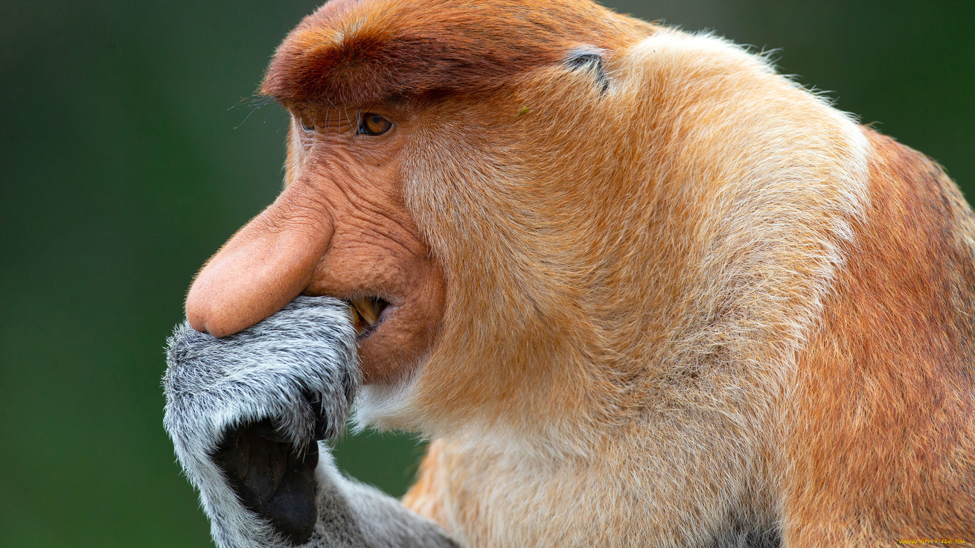 носач, животные, обезьяны, обезьяна, приматы, мартышковые, млекопитающие