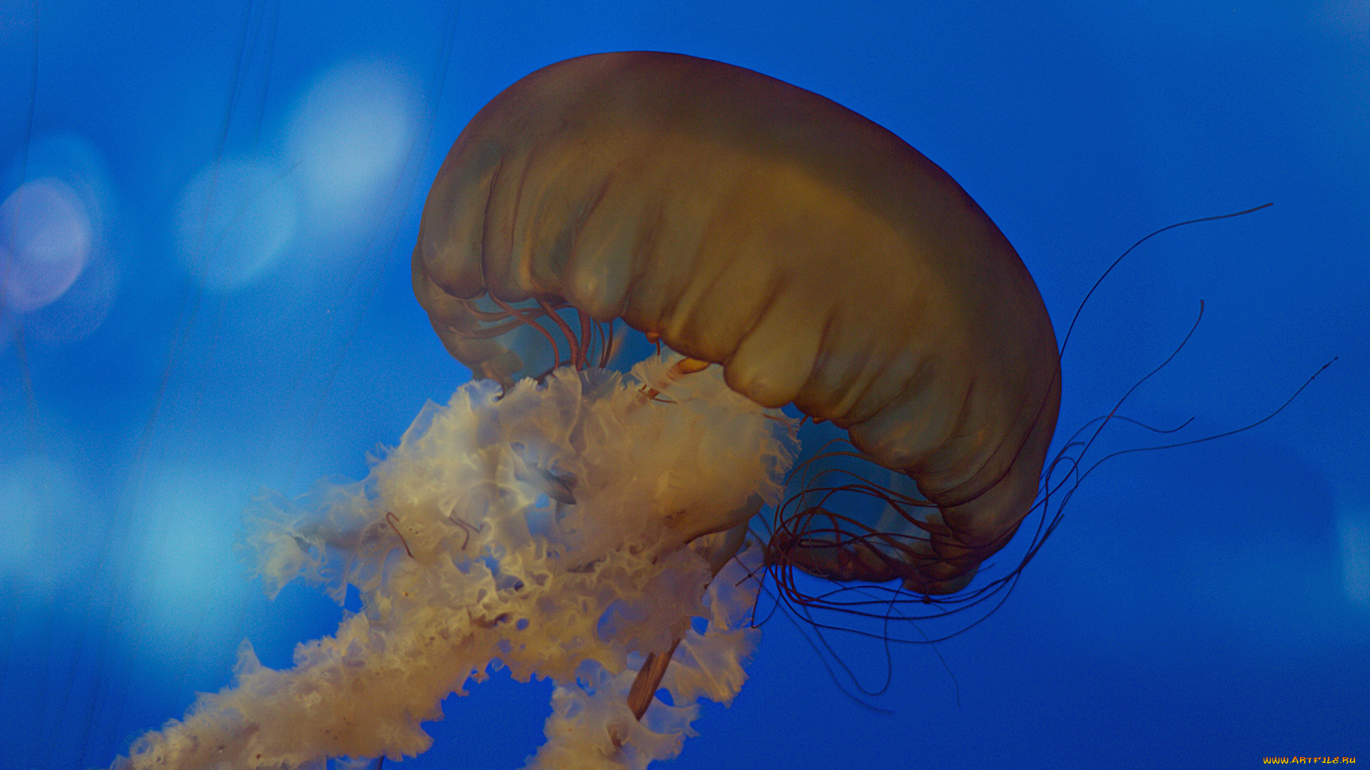 животные, медузы, медуза, подводный, мир, организм, море, океан, вода, гидроидные, сцифоидные