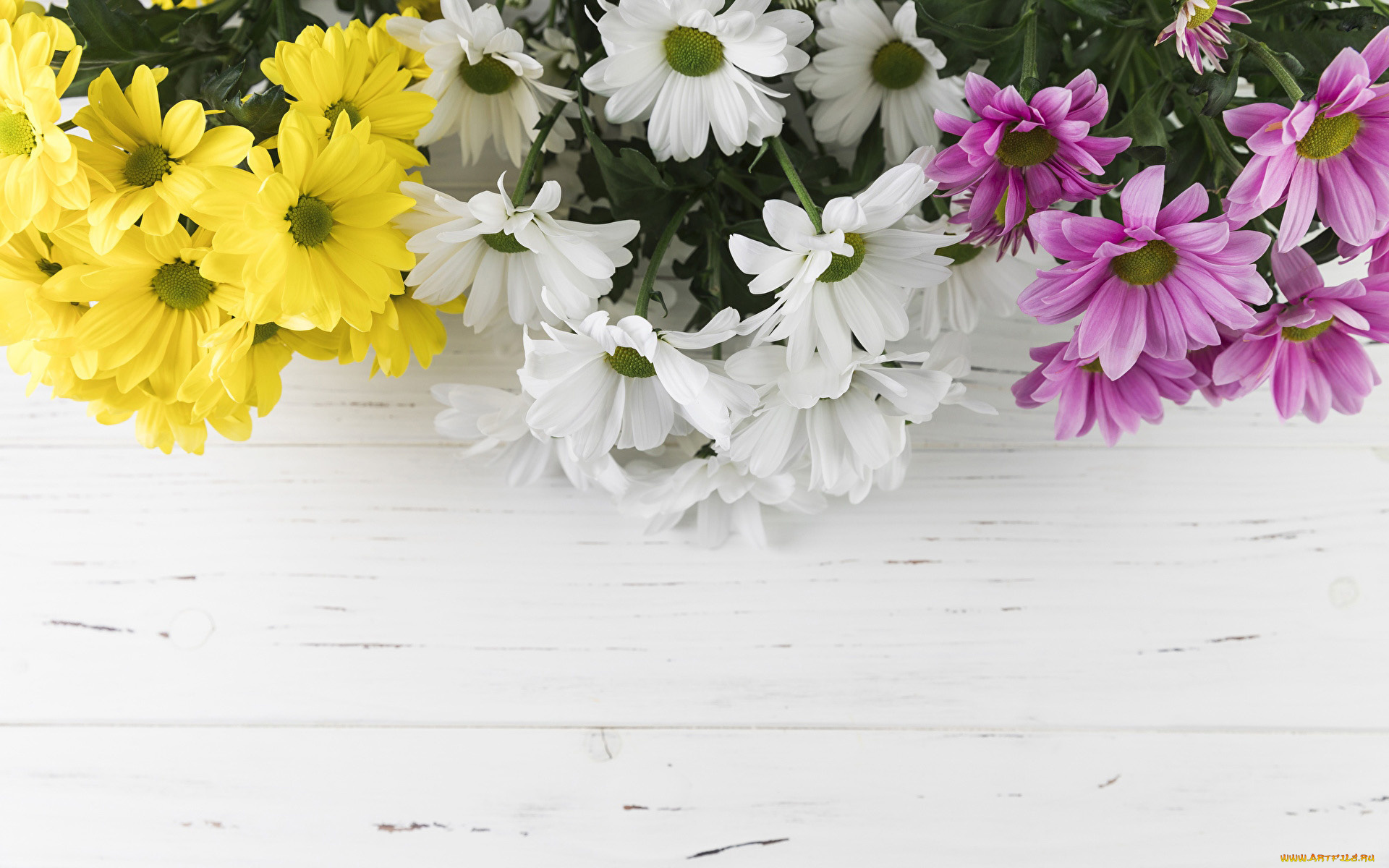 цветы, хризантемы, разноцветные