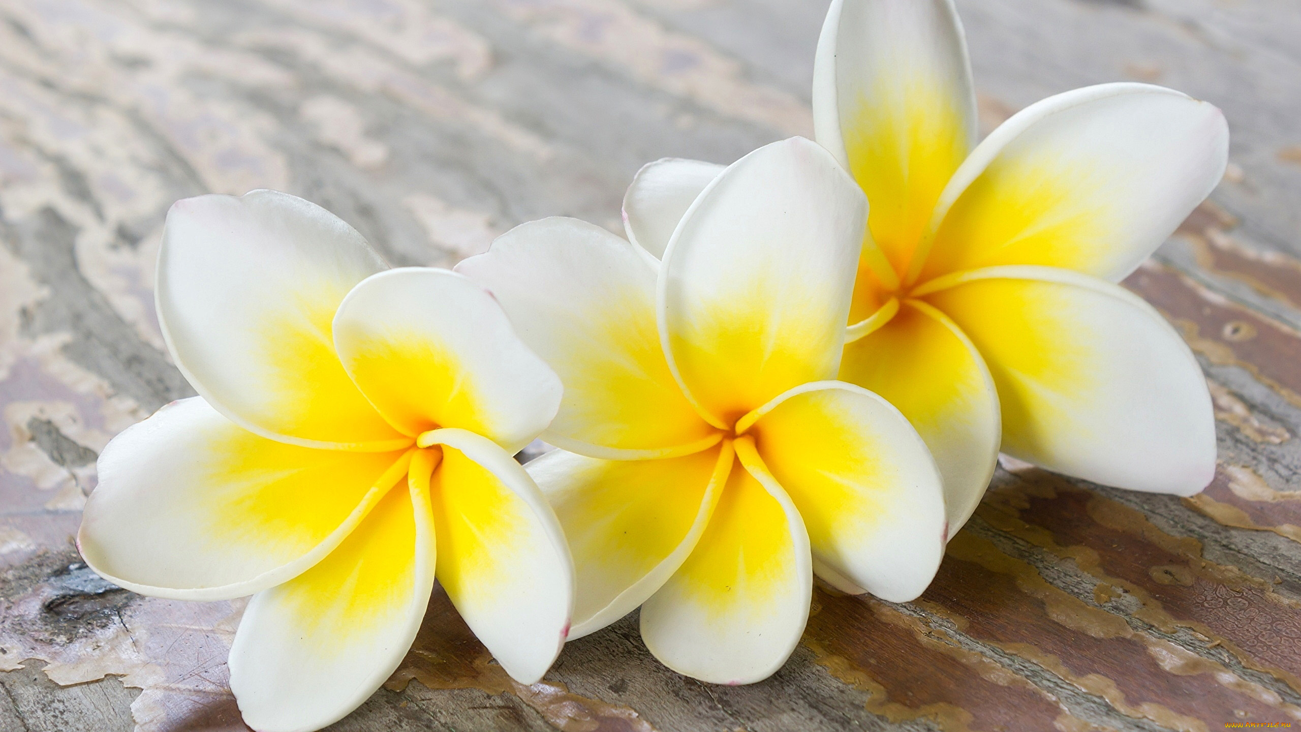 цветы, плюмерия, трио