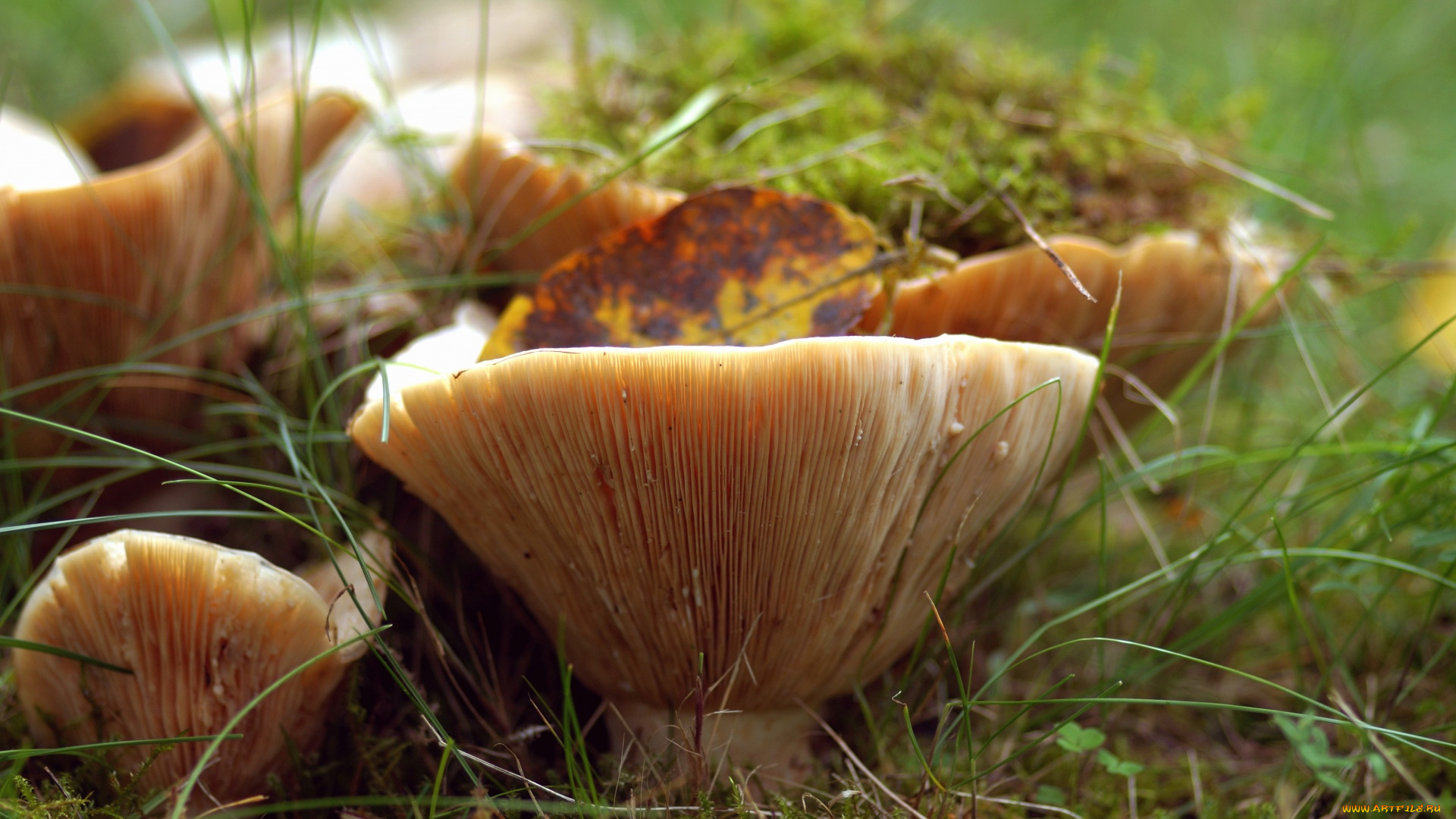 природа, грибы, грибная, семейка