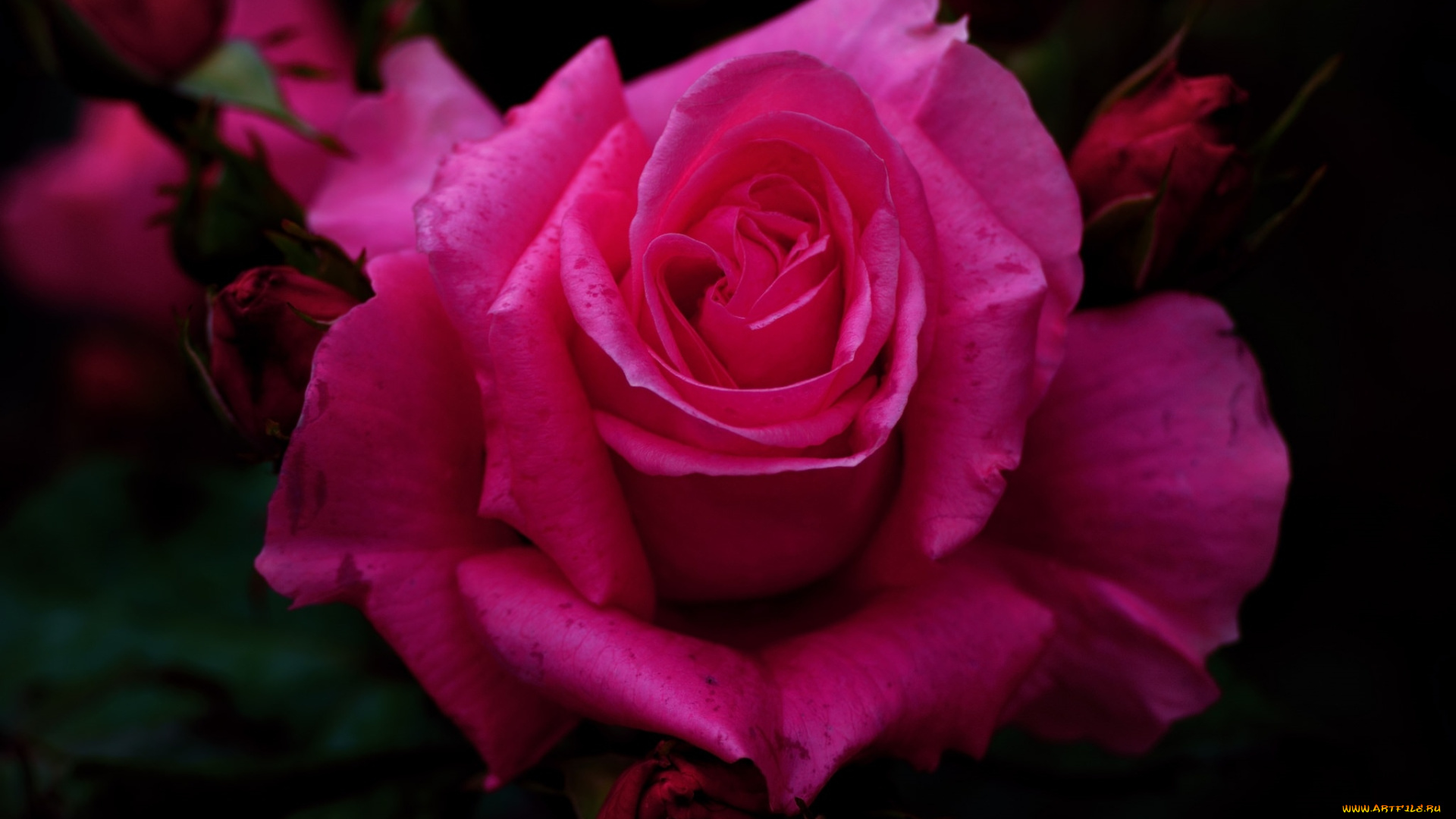 цветы, розы, розовая, роза, макро