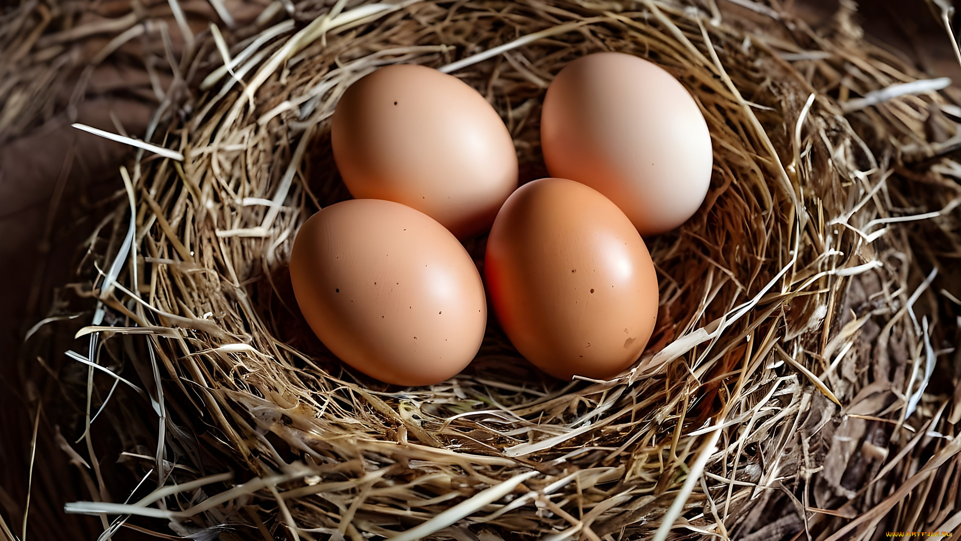 еда, яйца, свежие