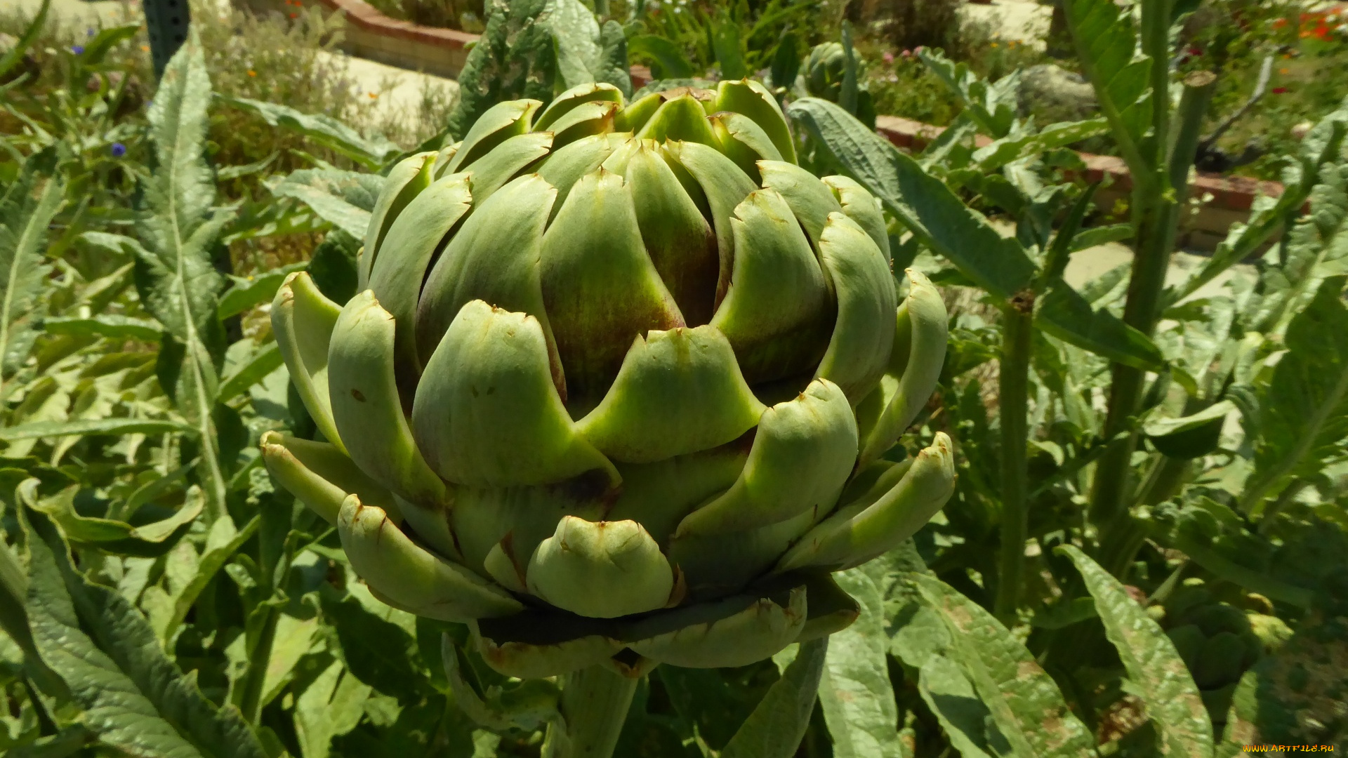 природа, плоды, артишок