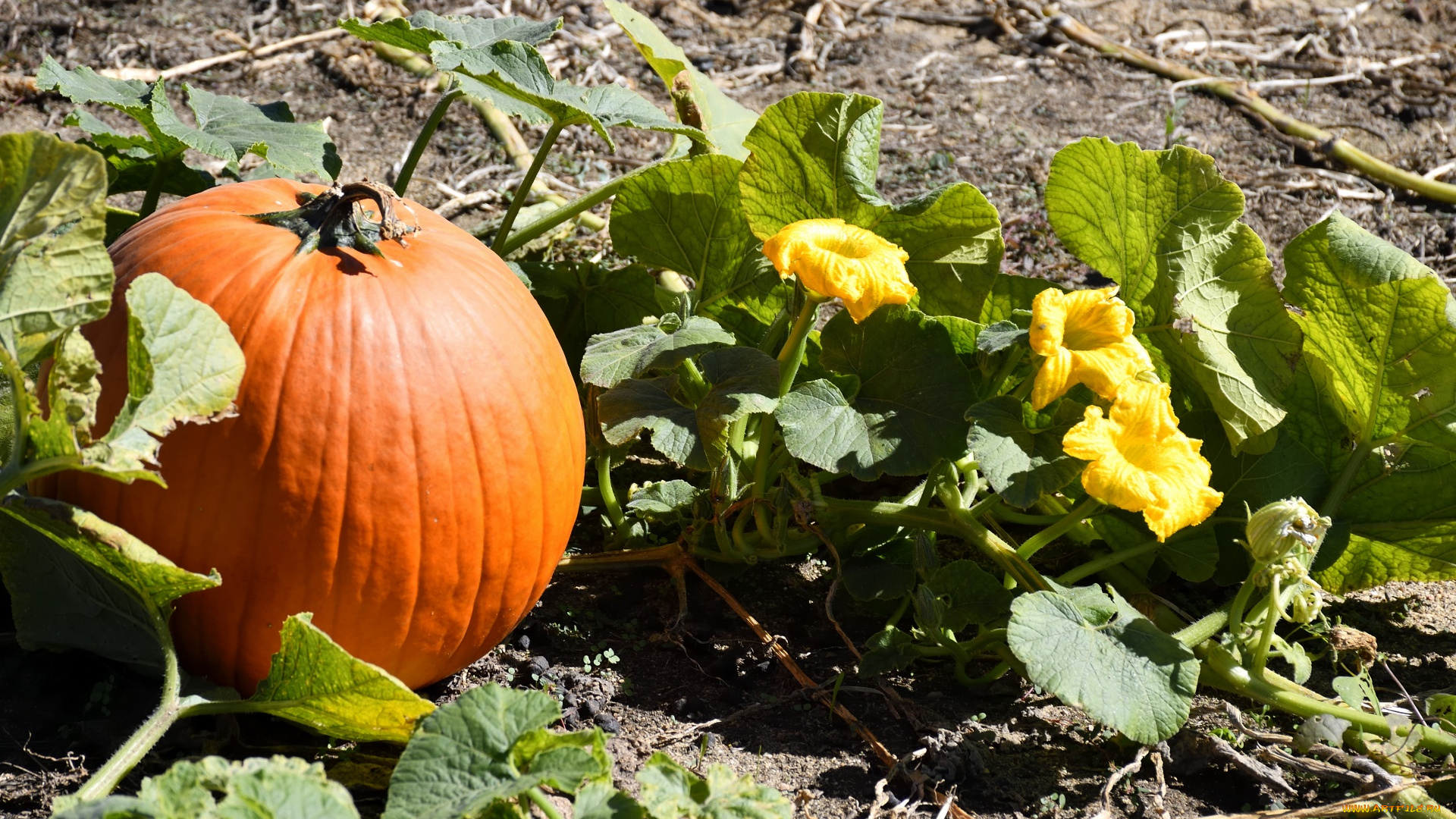 природа, плоды, тыква