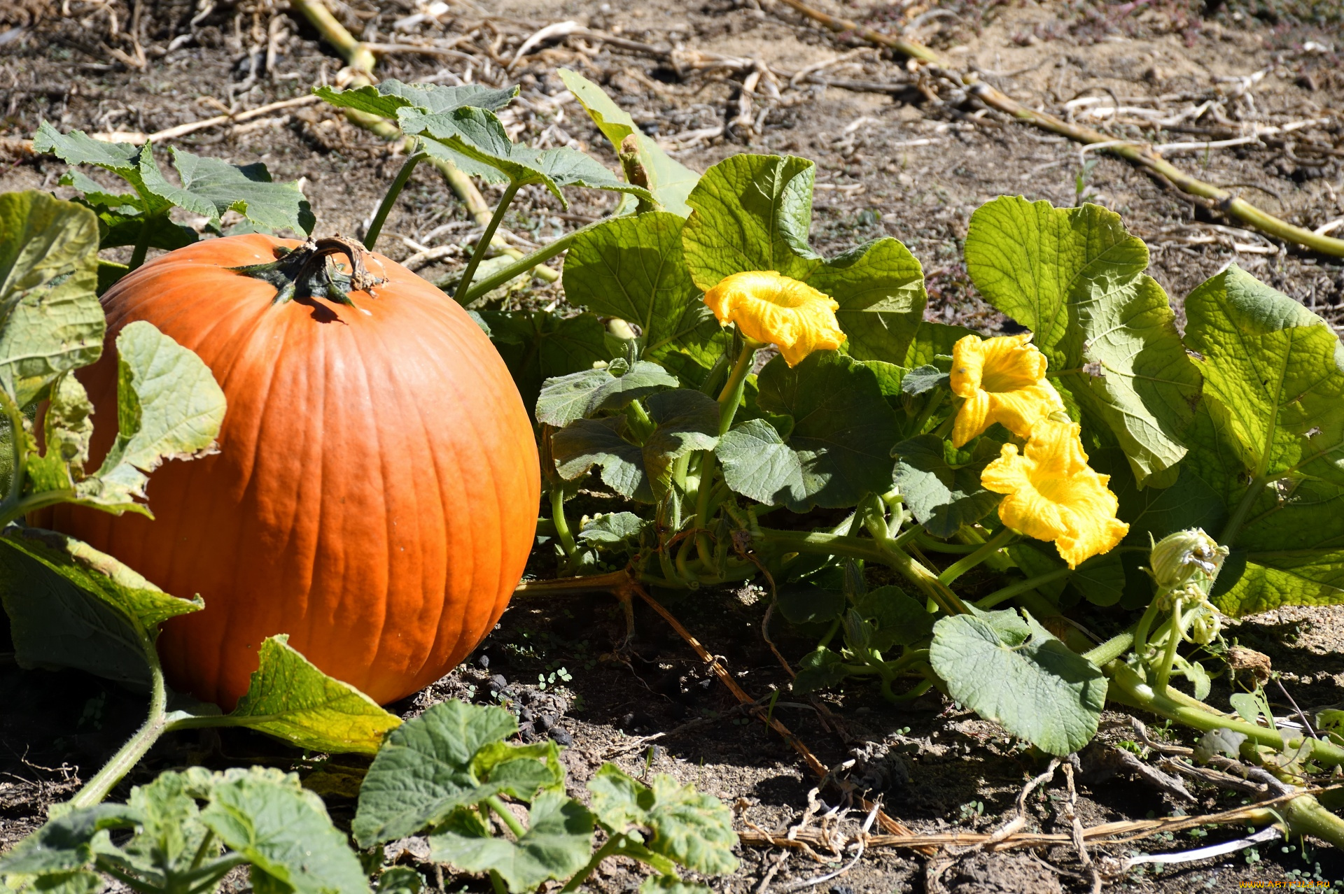 природа, плоды, тыква